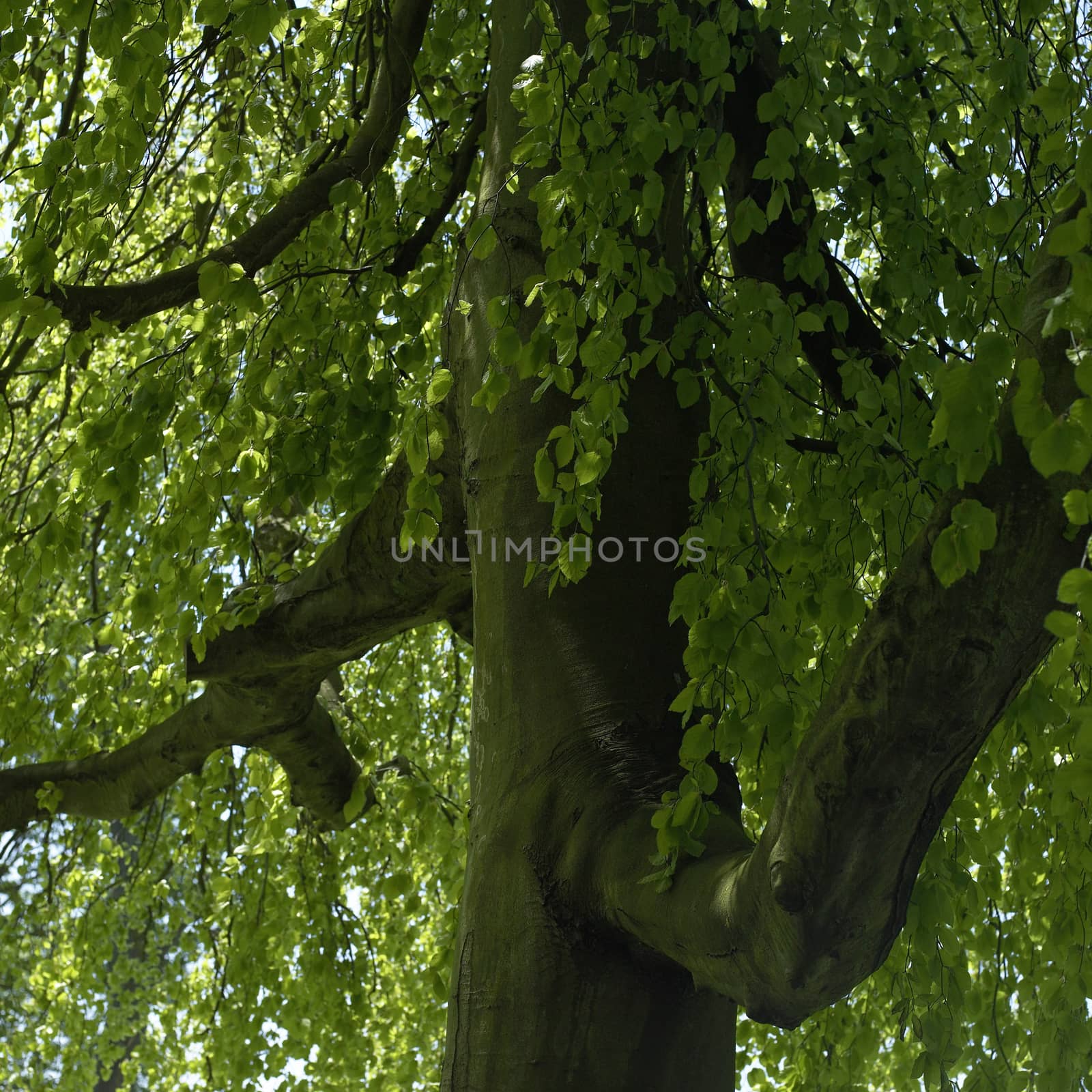 Inside a green leafy tree