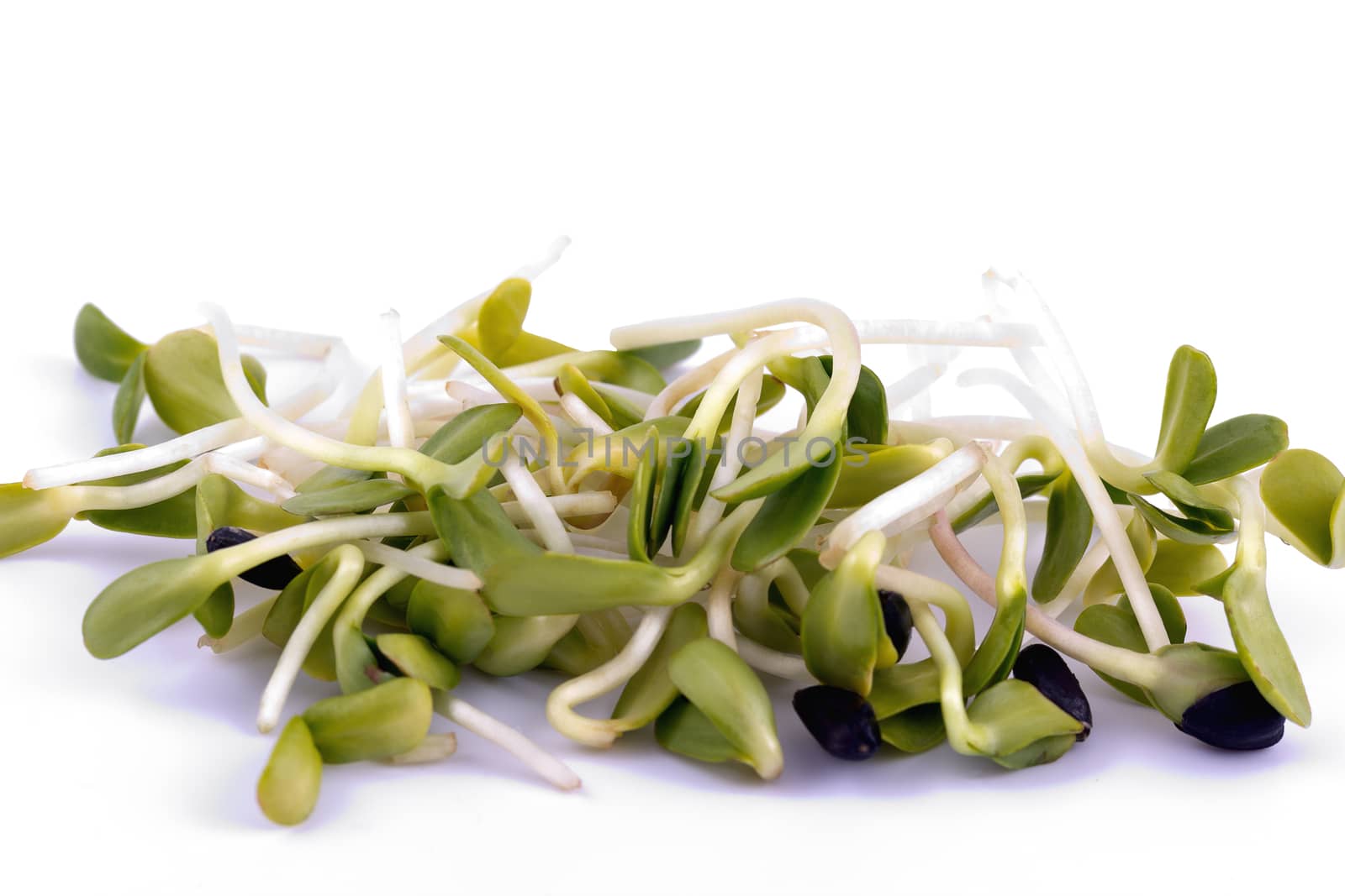 handful of green sprouts  isolated on white background - macro