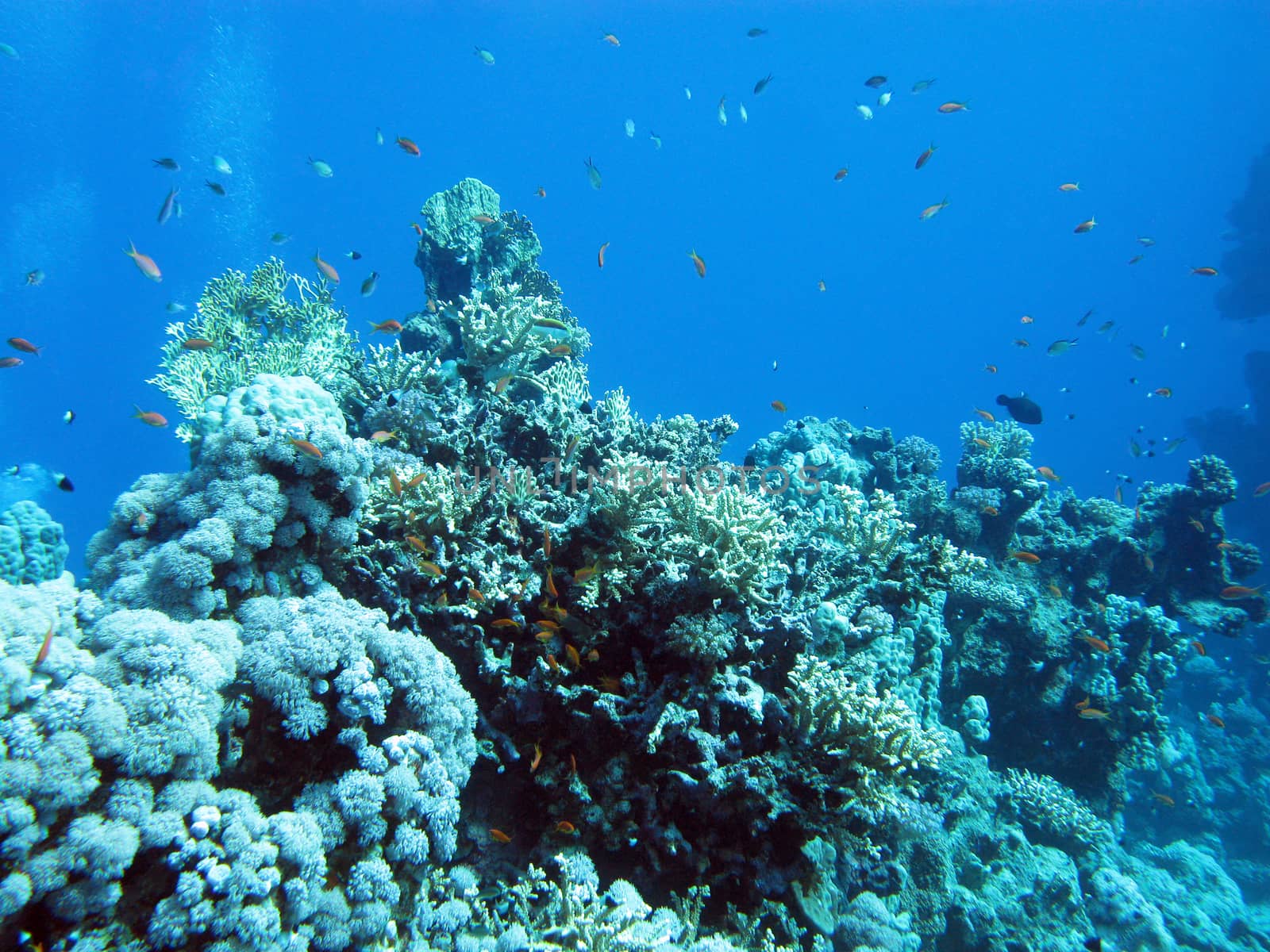 bottom of tropical sea with coral reef on large depth on blue water background