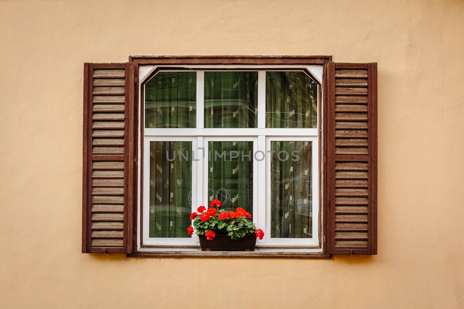 Window with shutters and flower at beige wall
