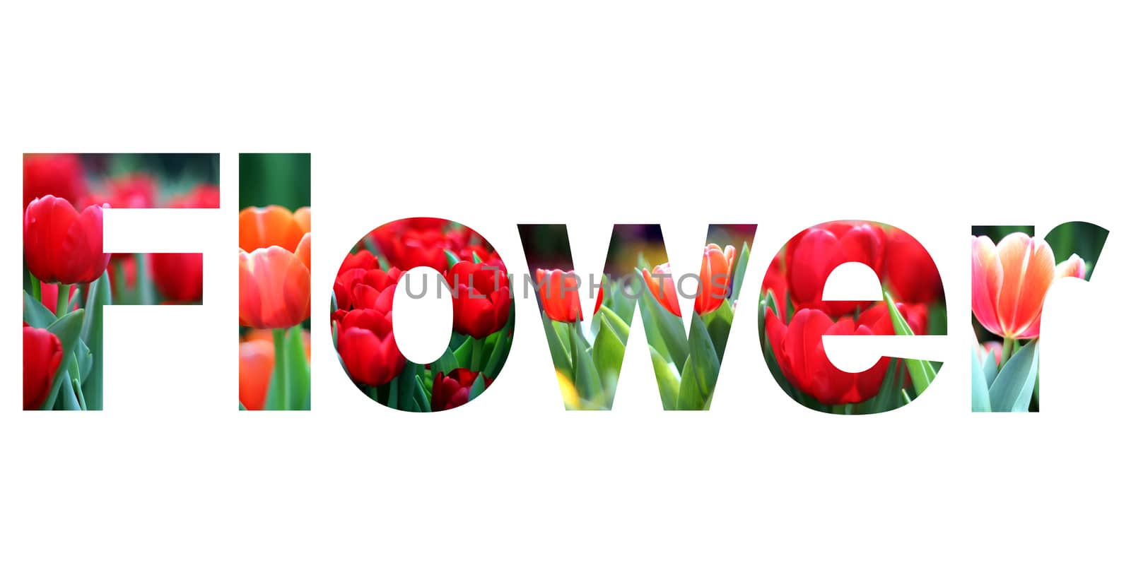 word flower on white background 
