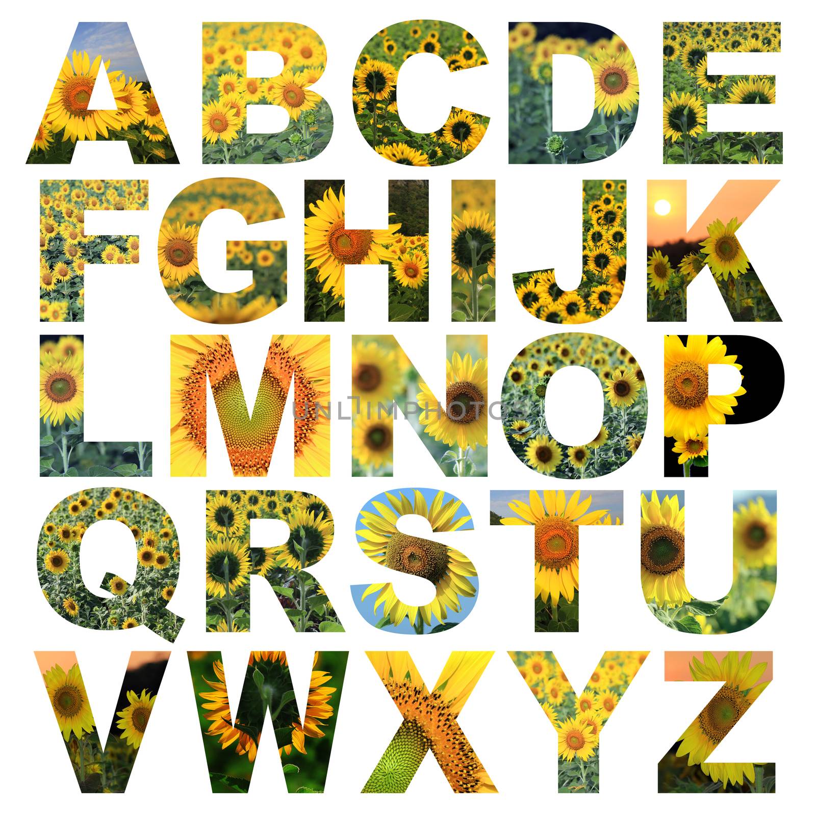 alphabet a to z made from lotus flower picture