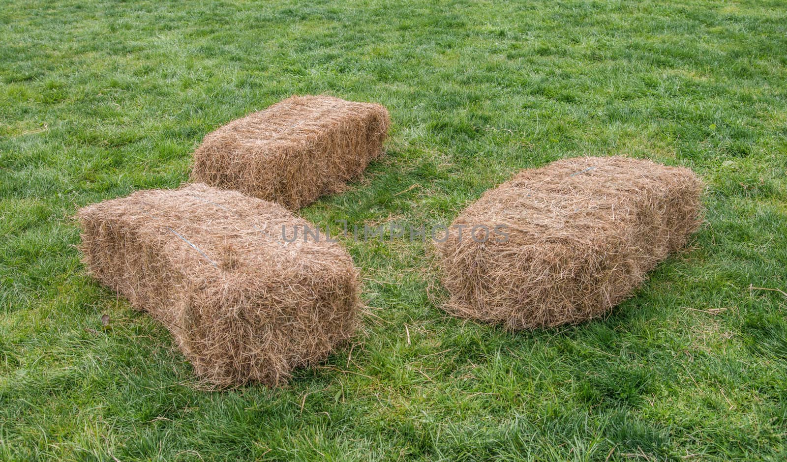 The square hay bales on grass
