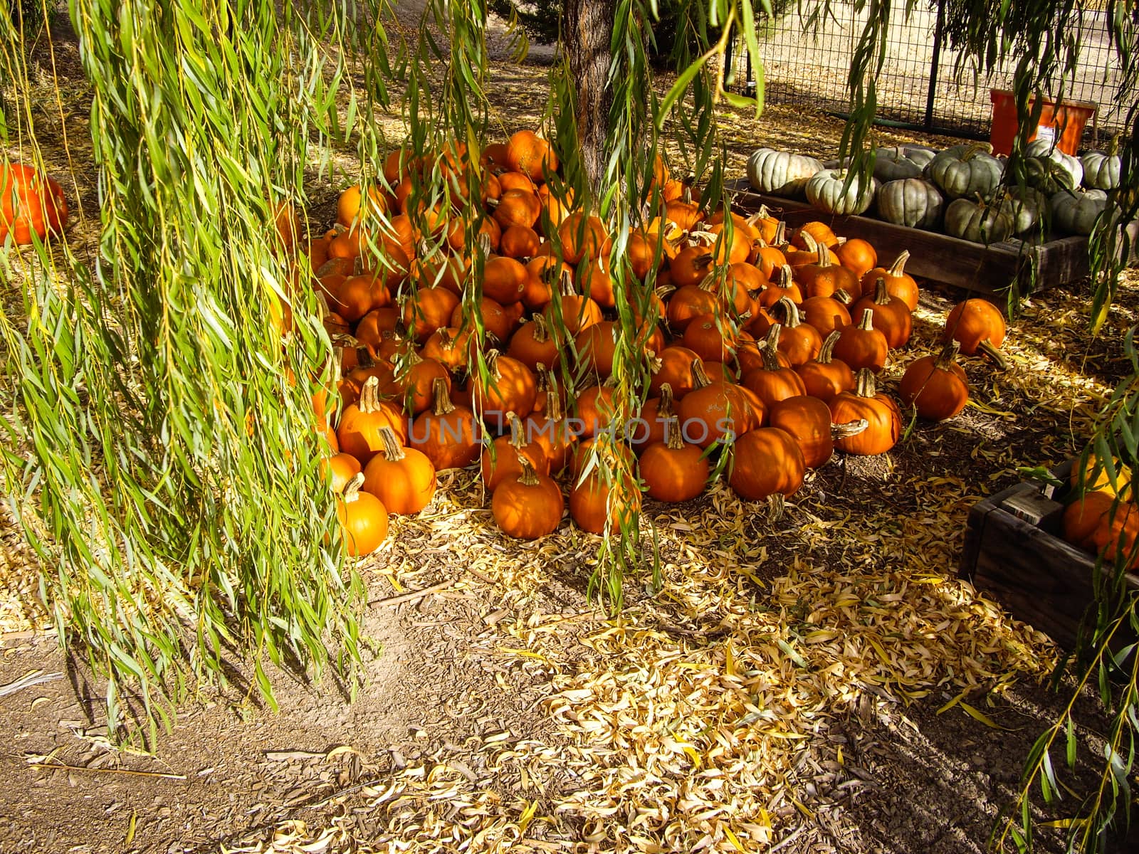 Pumpkins curing in shade at harvest time