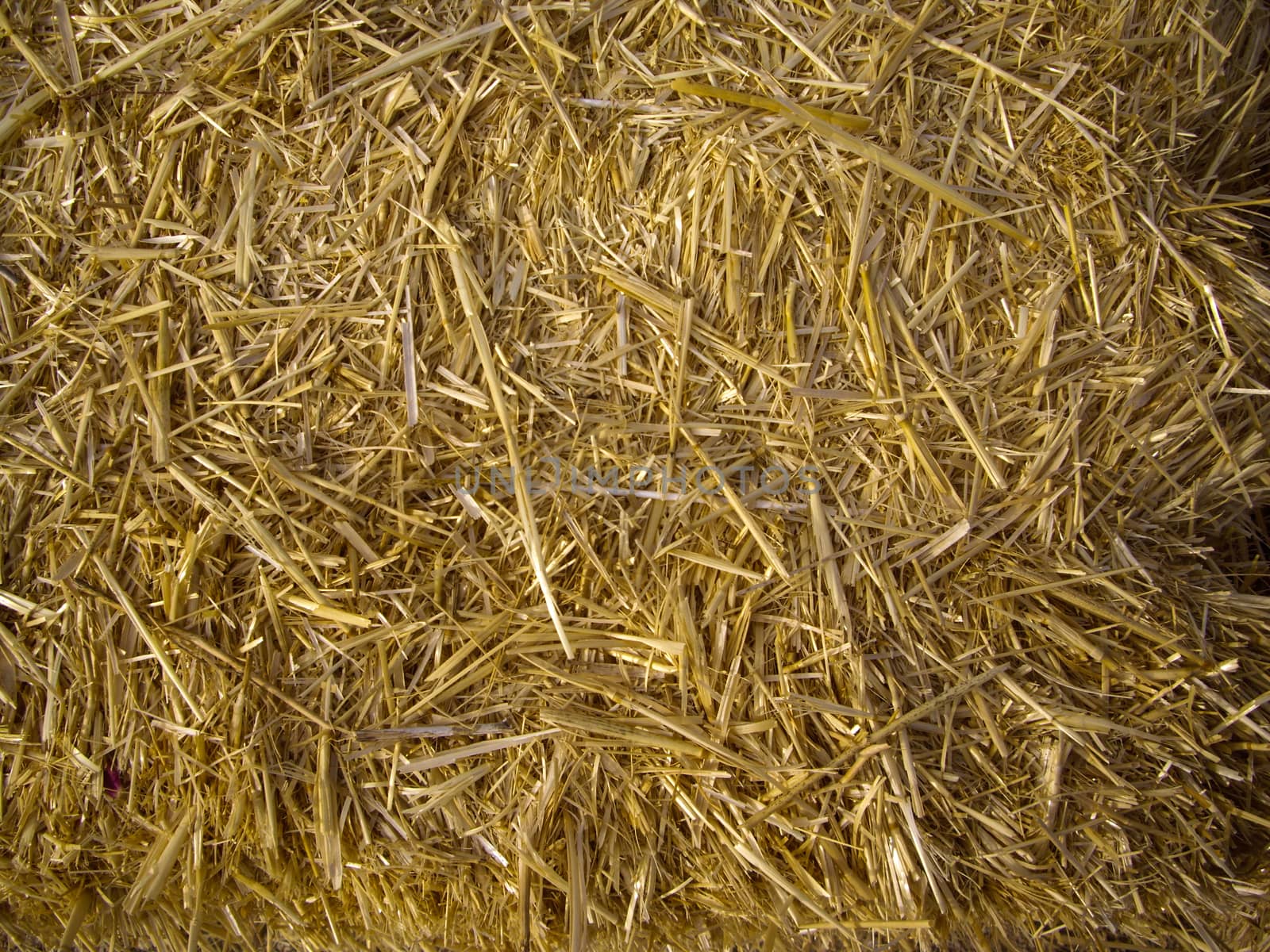 Straw of hay bale