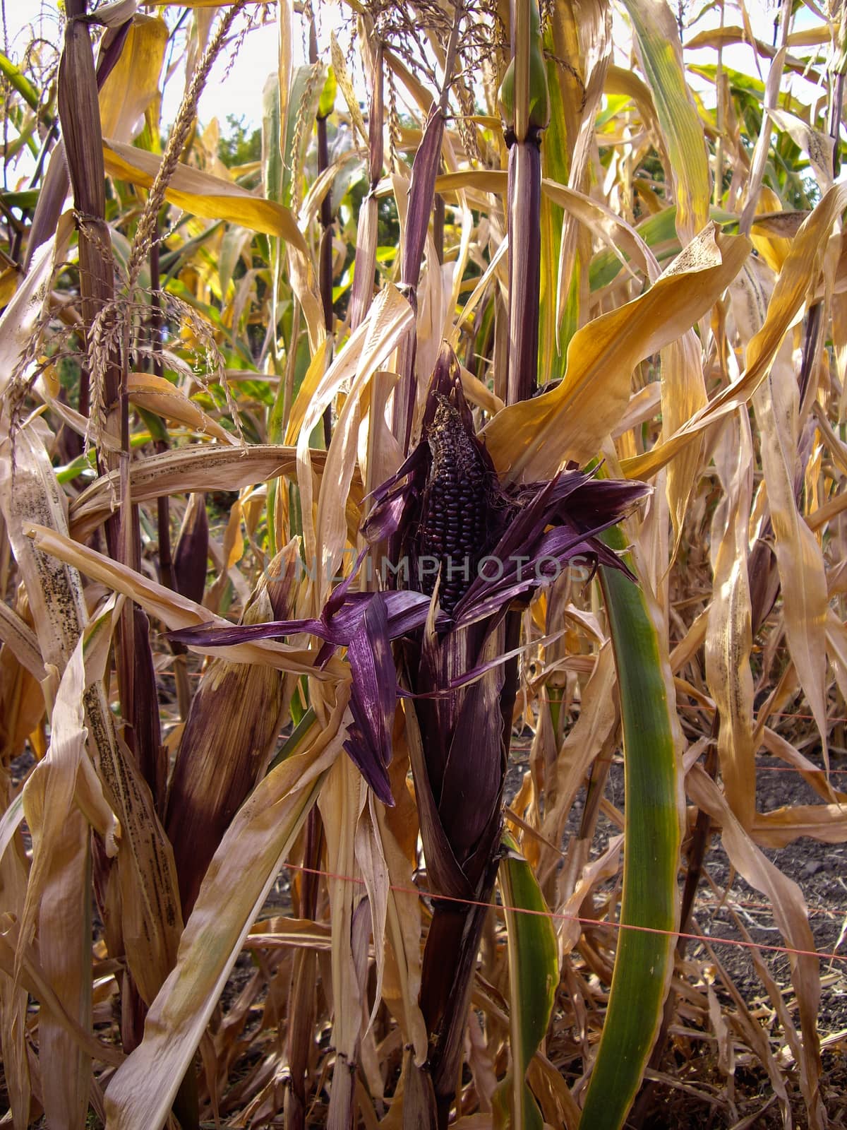 Purple Corn on the Cob in corn field by emattil