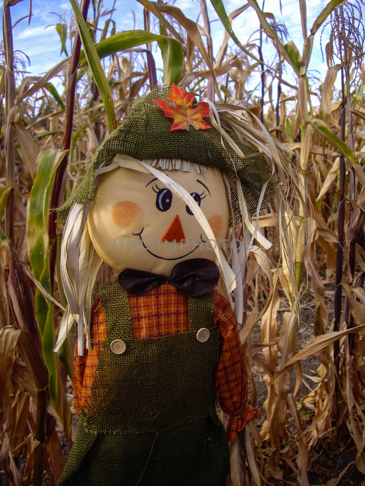 Scarecrow in corn fields of California