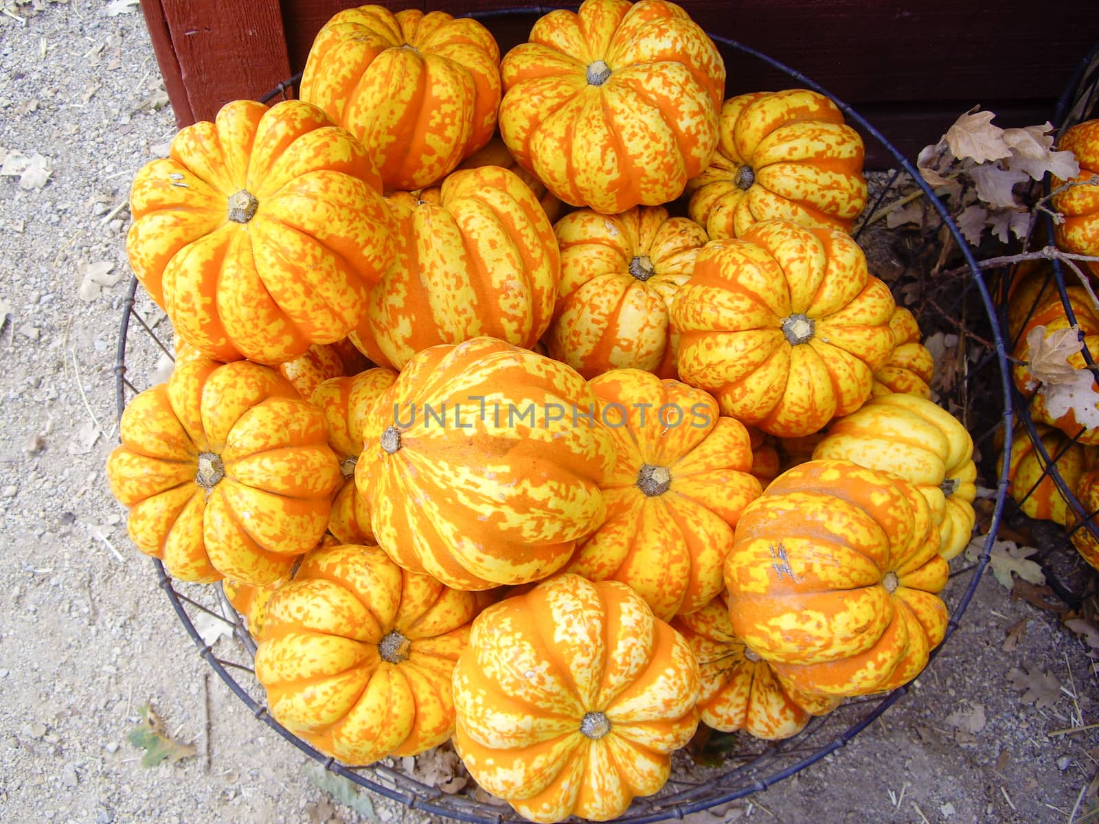 Fall season orange gourds