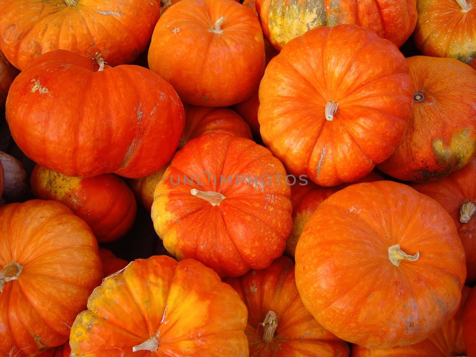 Orange pumpkins in California