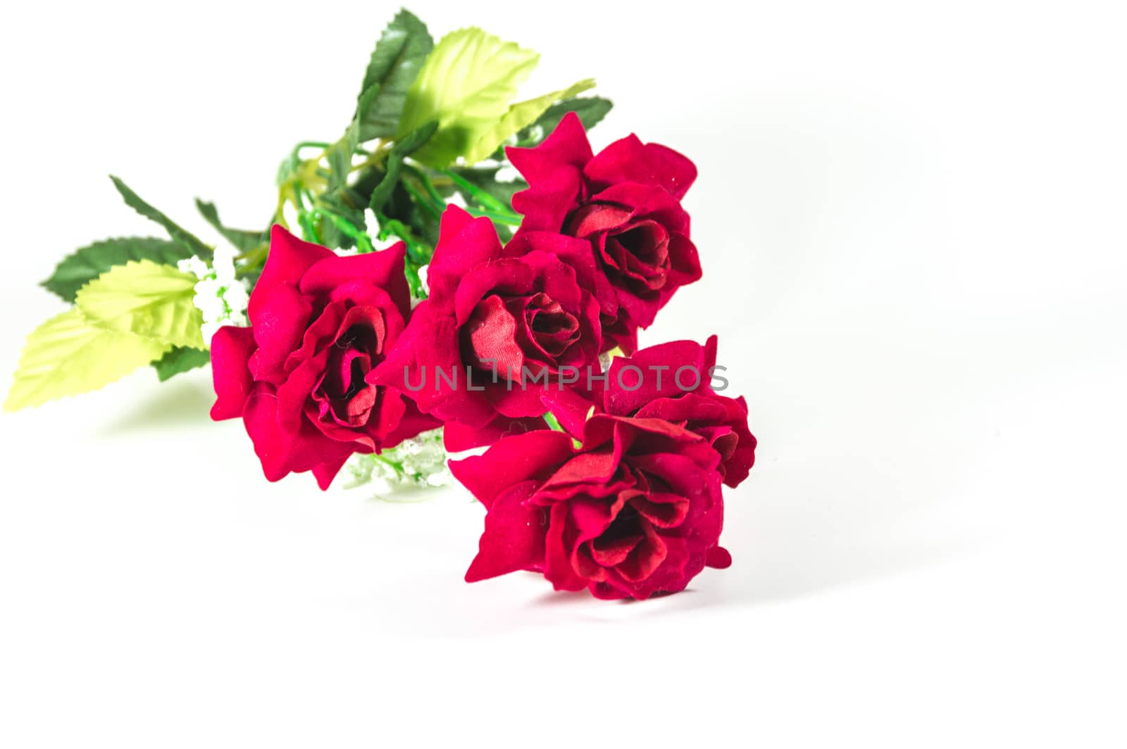 Beautiful red rose isolated on white background by toodlingstudio
