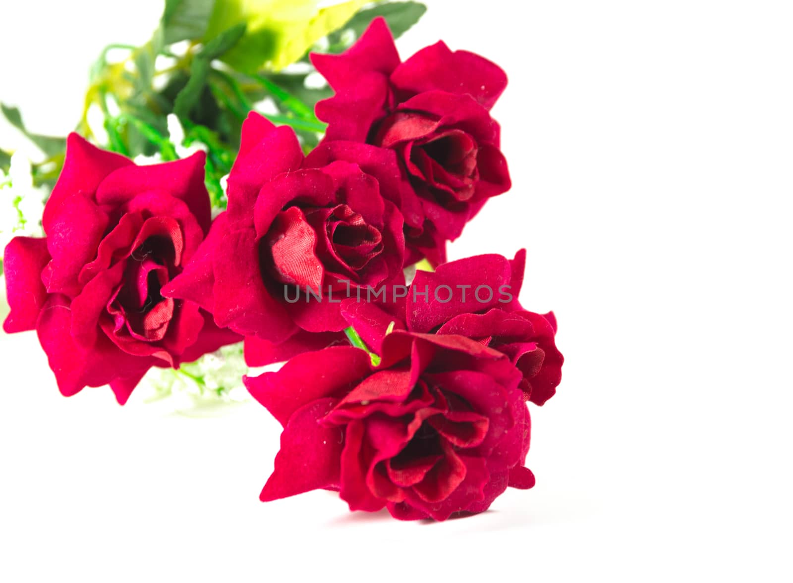 Beautiful red rose isolated on white background by toodlingstudio