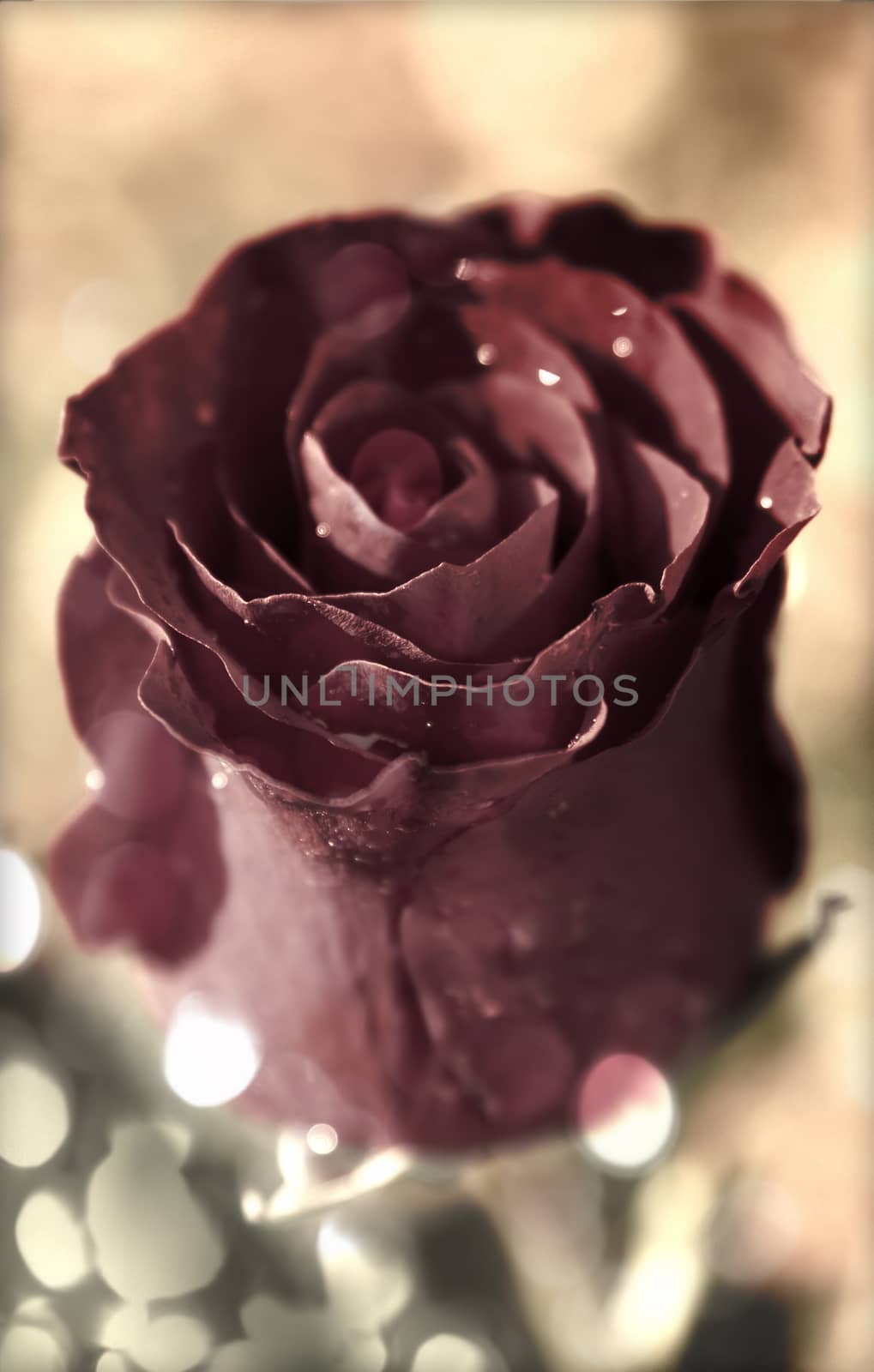 Close up of vintage red rose with dew or water drops and bokeh light effect 