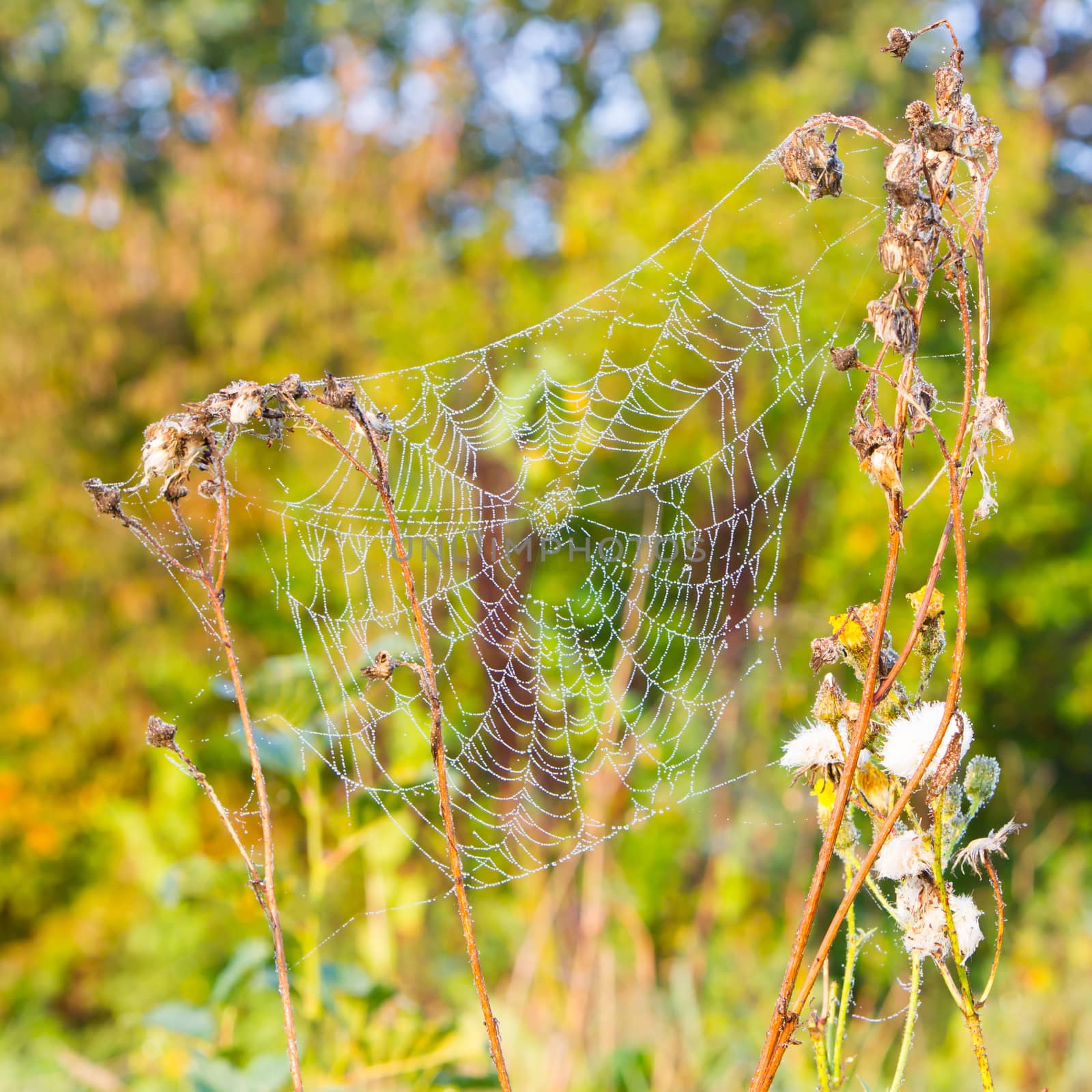 Close up view of the strings of a spiders web, wet