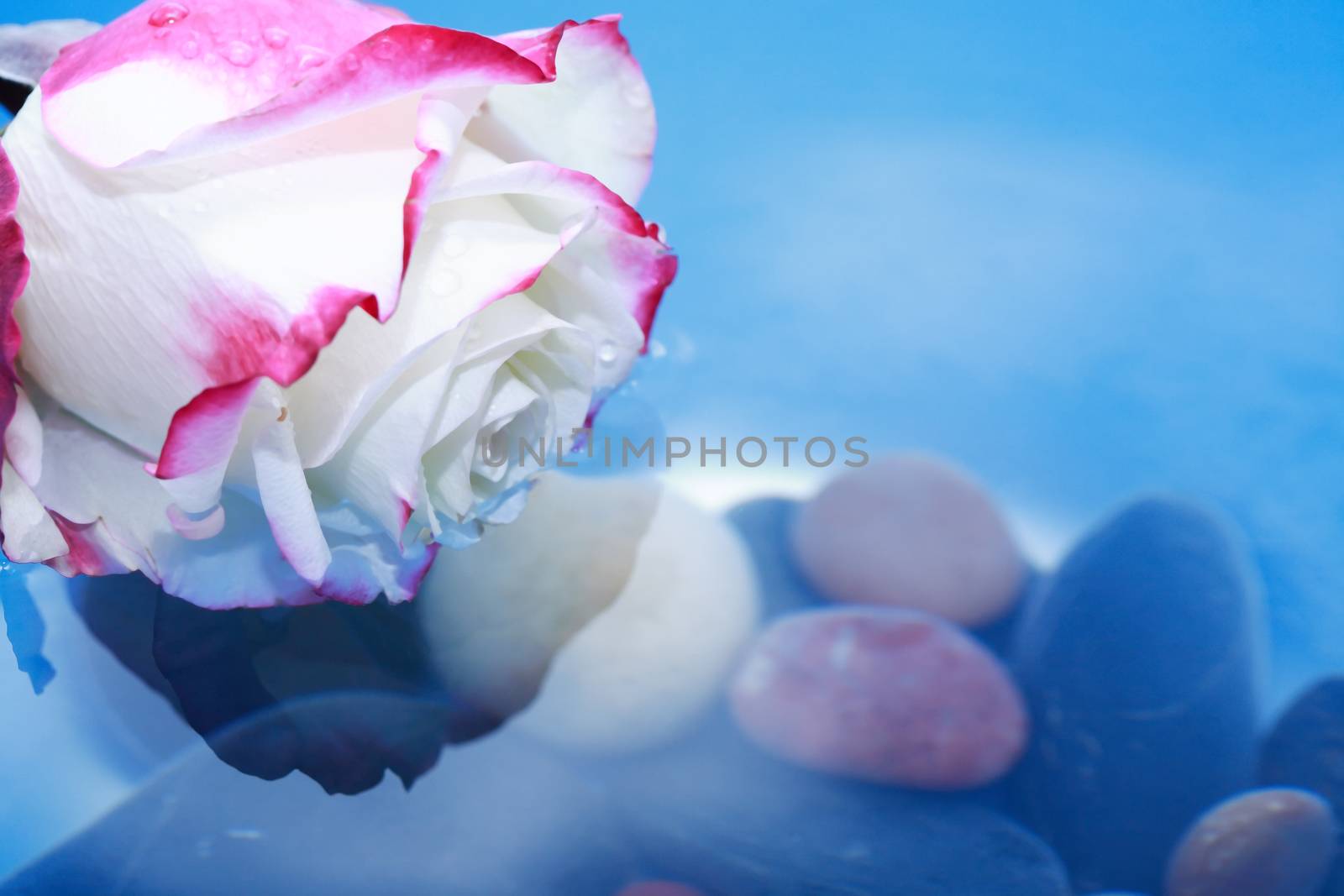 Romance concept. Beautiful rose on water surface with stones