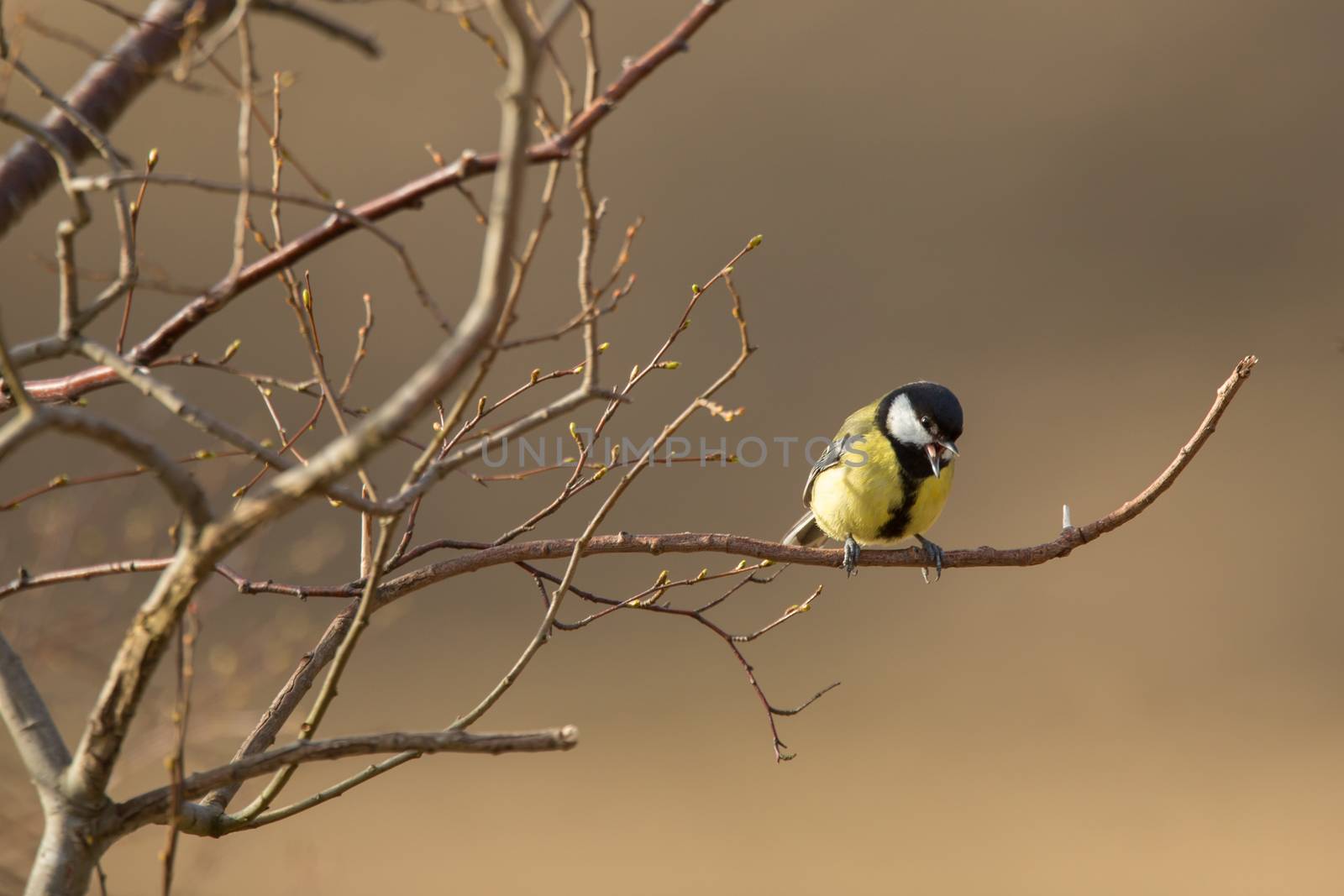 Great tit perched on a branch, singing - talking to his mate