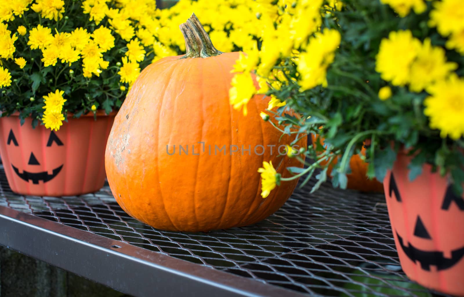 Halloween pumpkin and pots