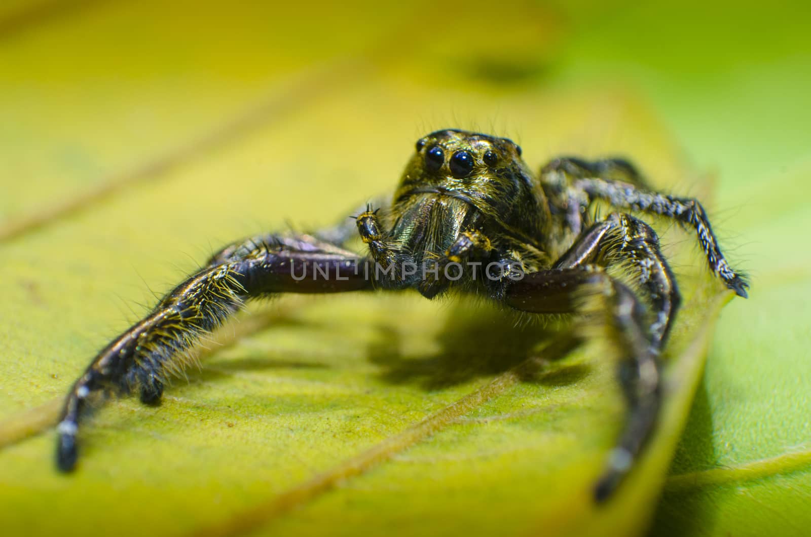 Hyllus Diardi, Nice giant spider on green leaf by pixbox77