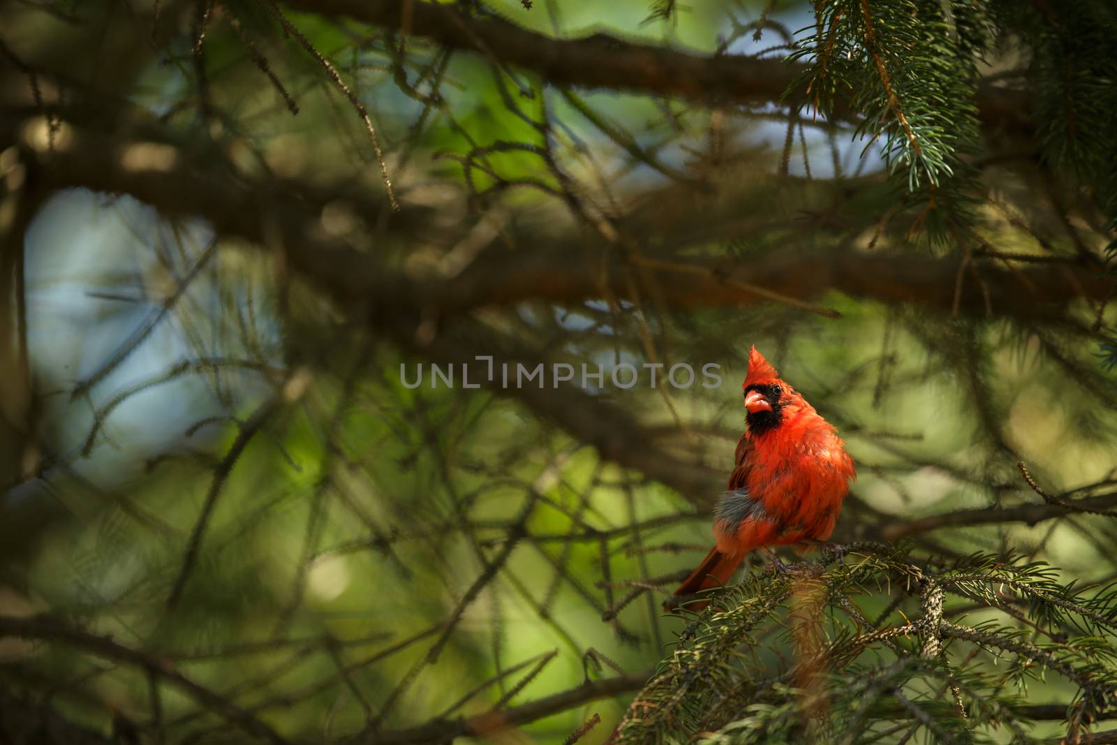 Northern cardinal (Cardinalis cardinals) by viktor_cap