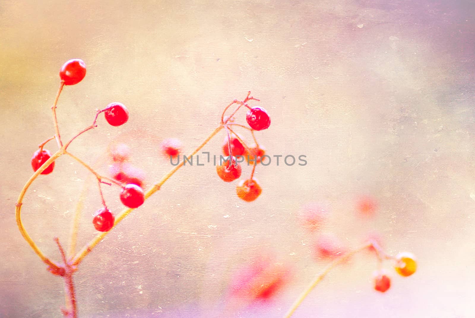 Rowan branch on a light red background, artwork in painting style