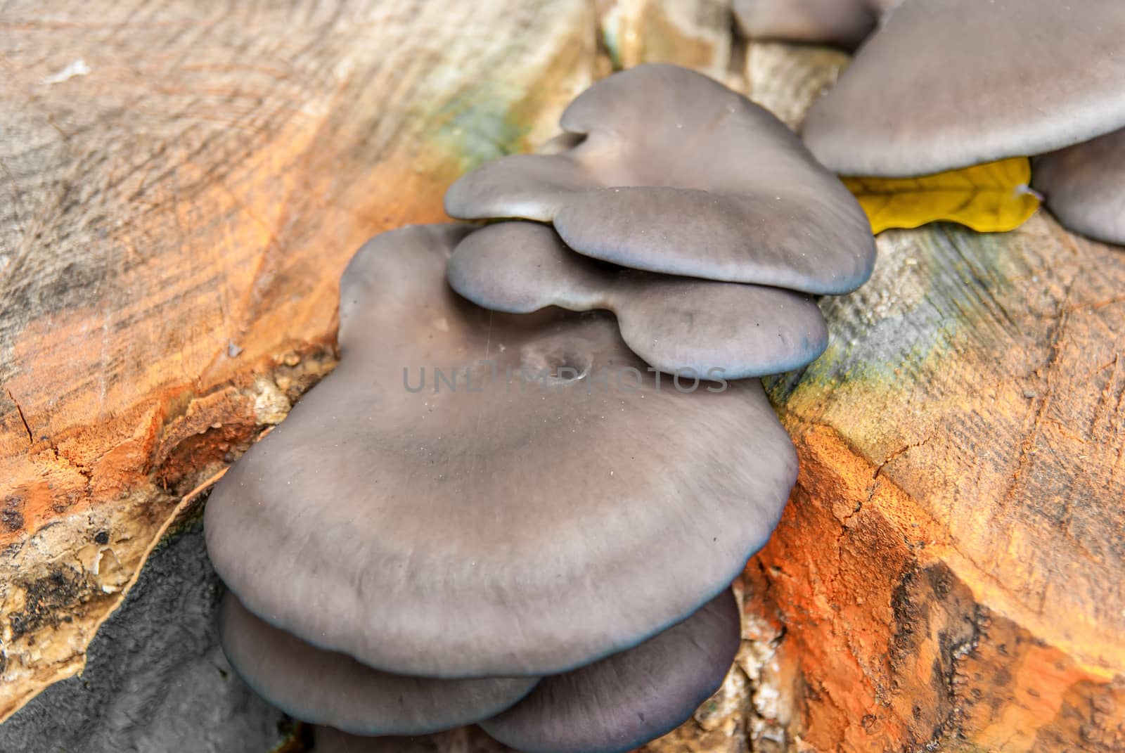 Mushrooms on tree trunk in autumn by Zhukow