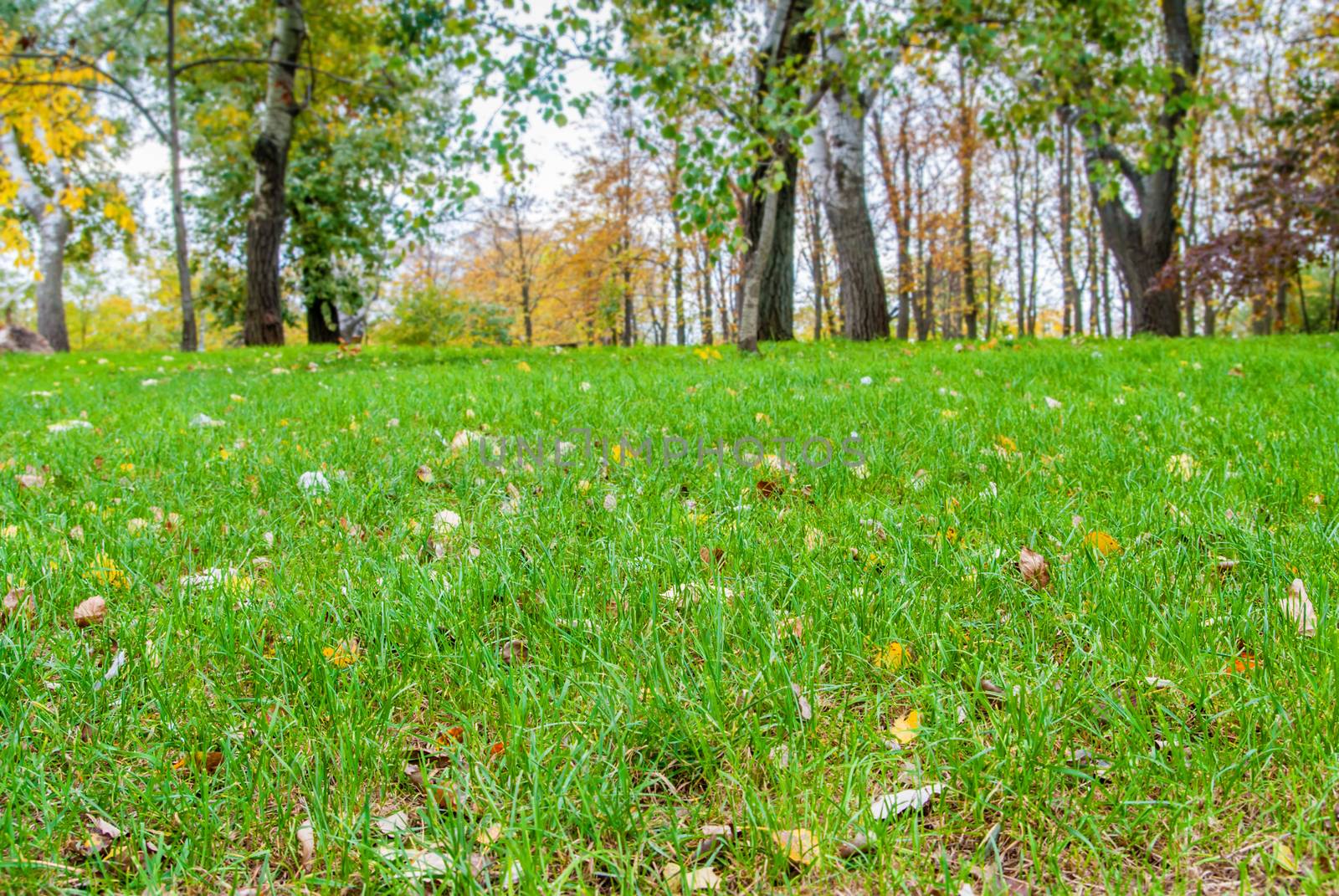 Autumn Landscape. Park in Autumn. Dry leaves in the foreground. Background of autumn leaves.