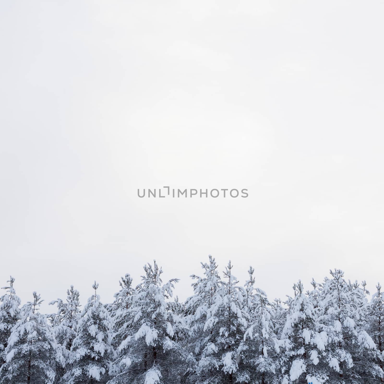 Snow covered trees and overcast sky