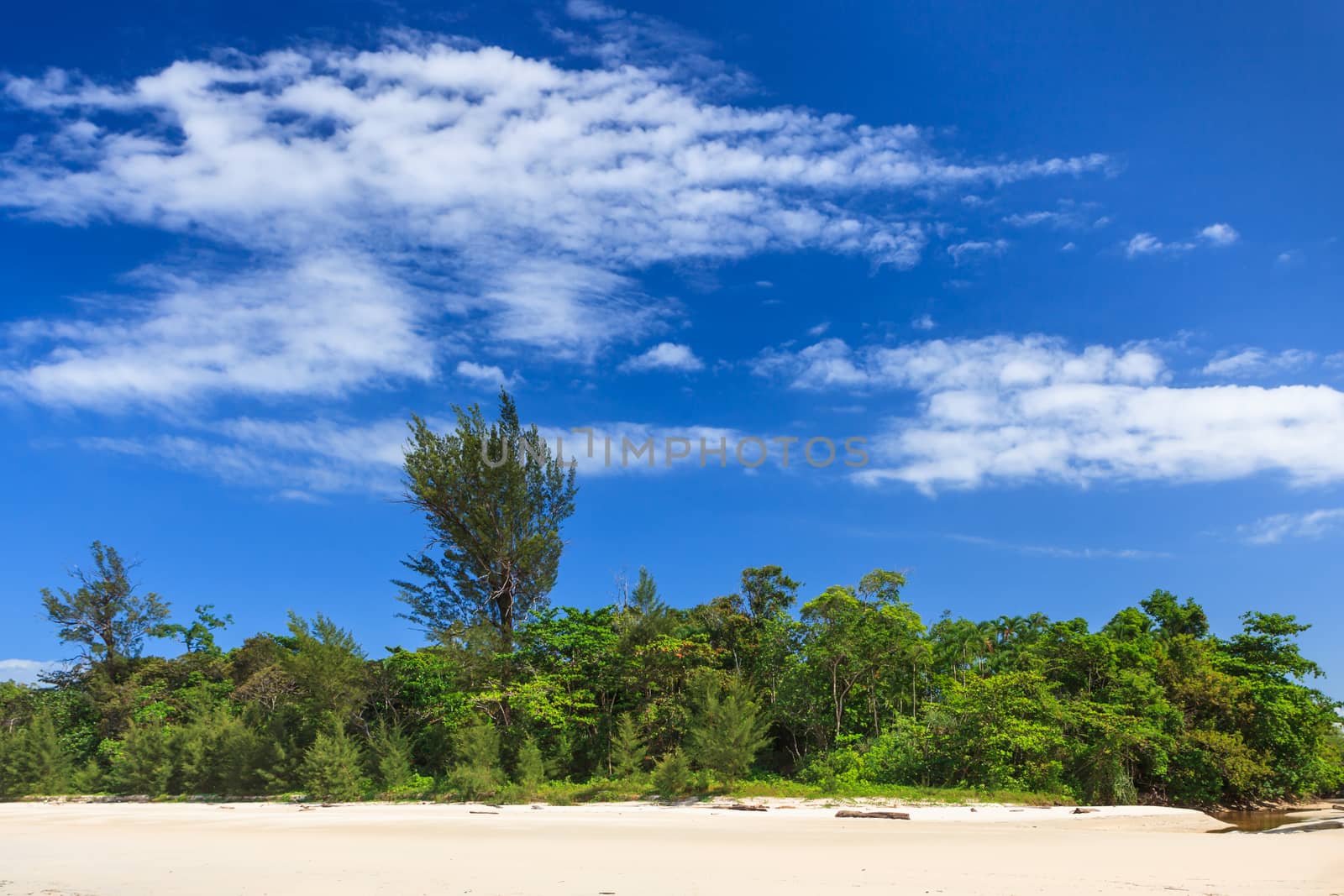 Forest and white sand at daytime