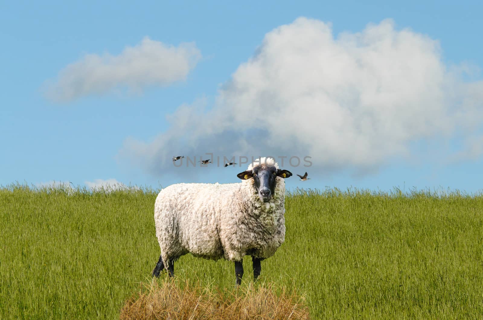 Sheep on a meadow at the dike behind a beautiful blue sky