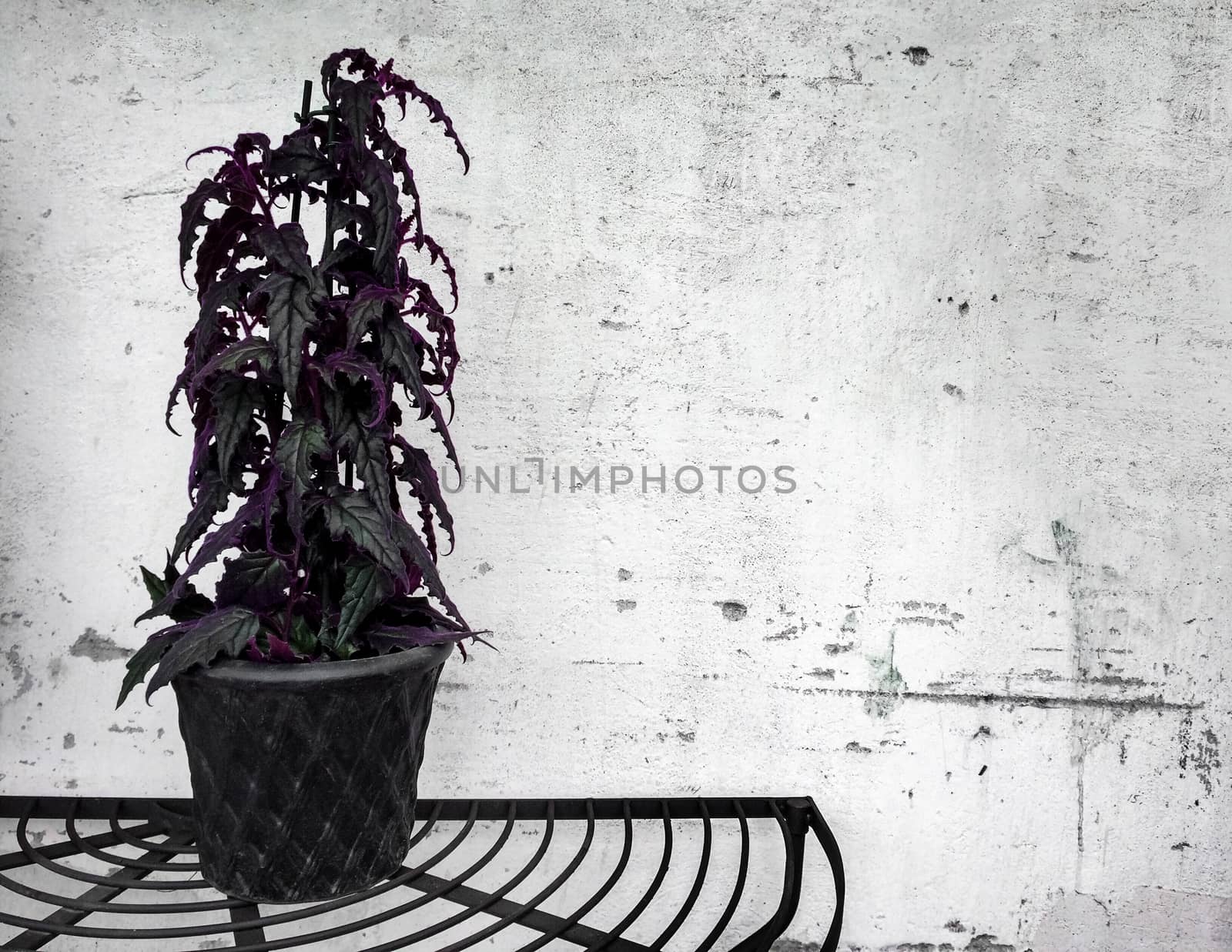 Dark plant on concrete wall background. Vintage style decor.