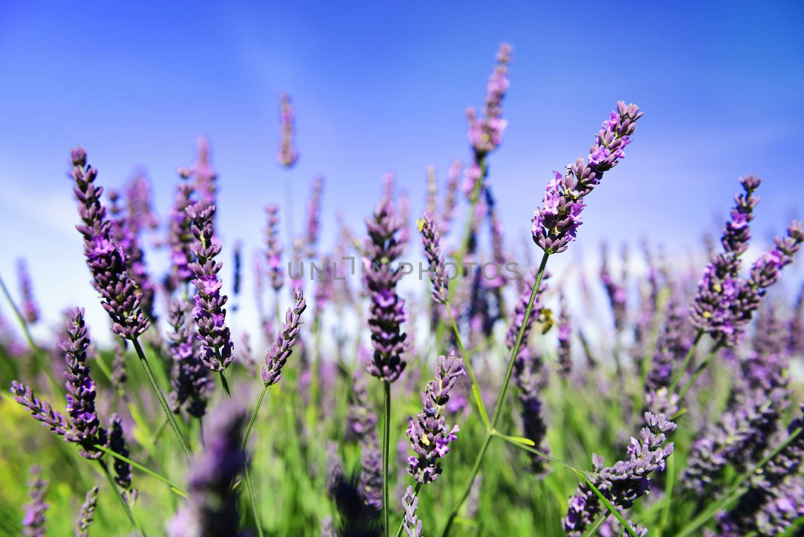 Lavender Field in the summer 