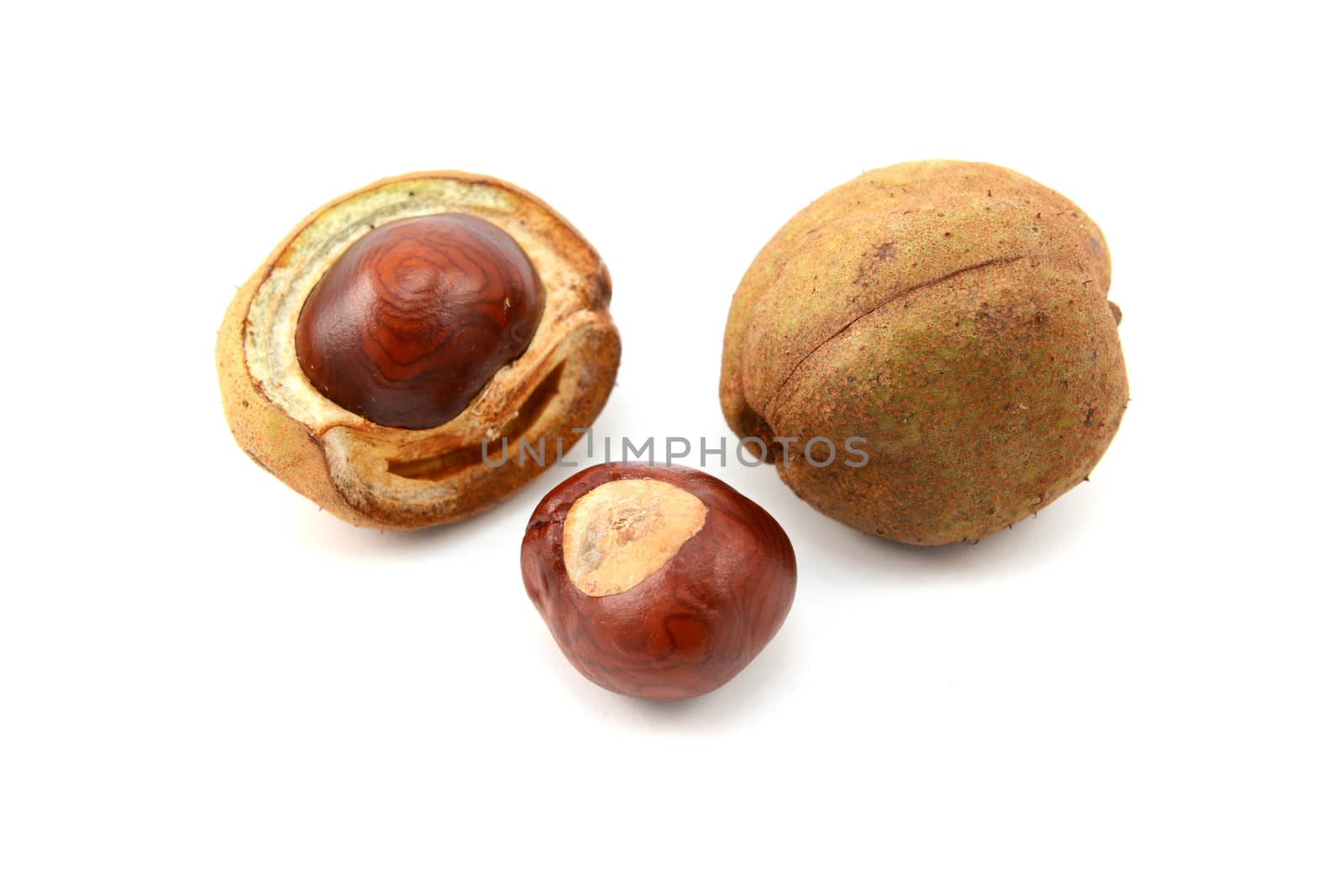 Ripe conkers in open and unopened smooth seed capsules from a red horse chestnut tree, isolated on a white background