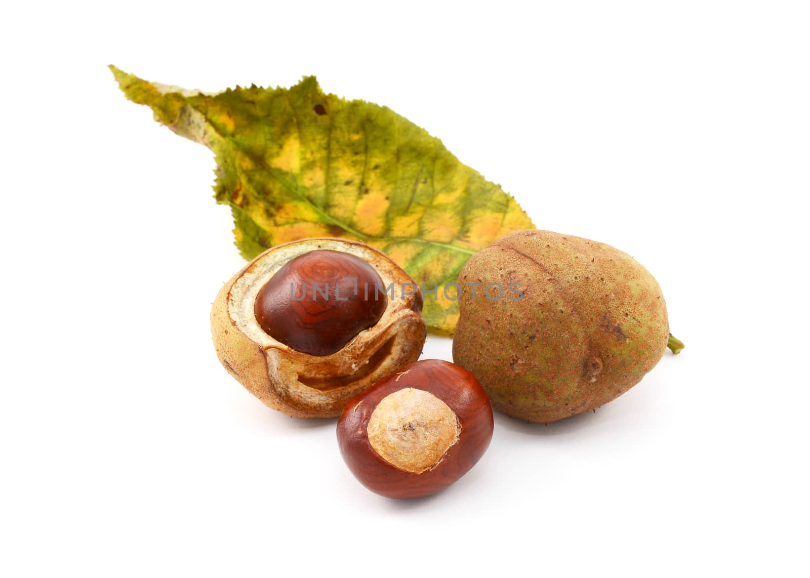 Conkers and smooth seed cases with the leaf of a red horse chestnut tree, isolated on a white background
