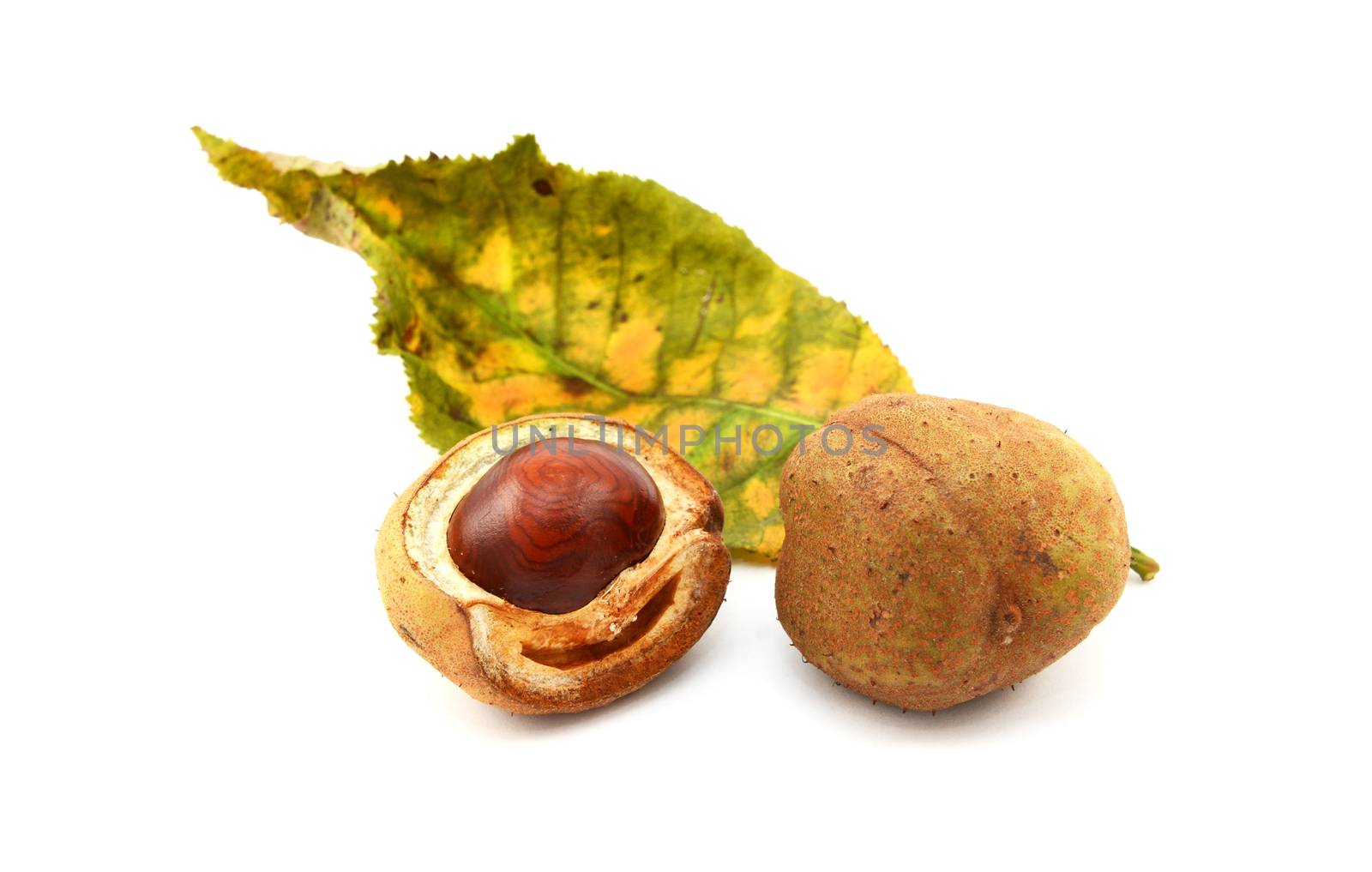 Red horse chestnut tree leaf and conker cases and seed, isolated on a white background