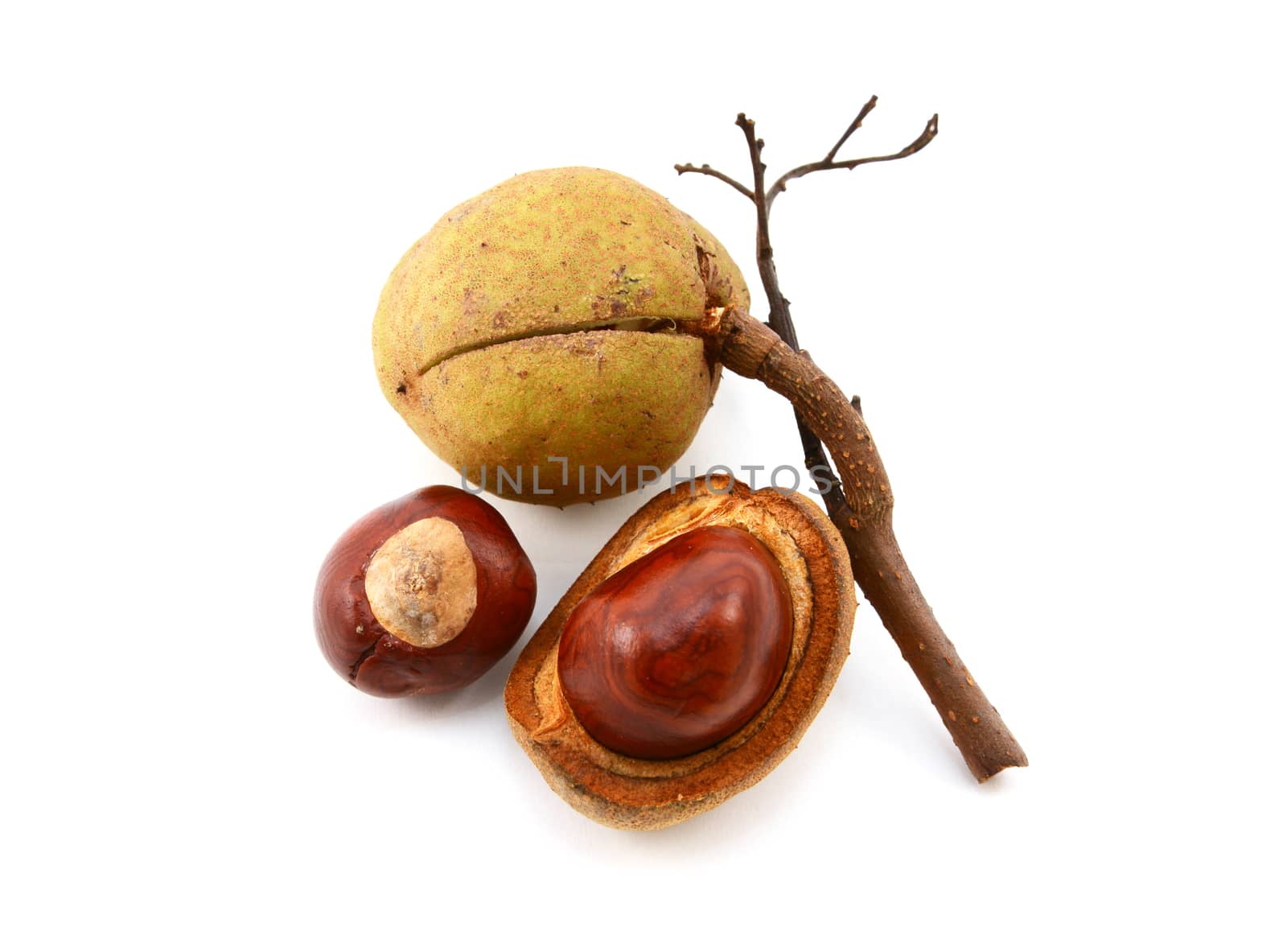 Smooth seed cases and conkers from a red horse chestnut tree, isolated on a white background
