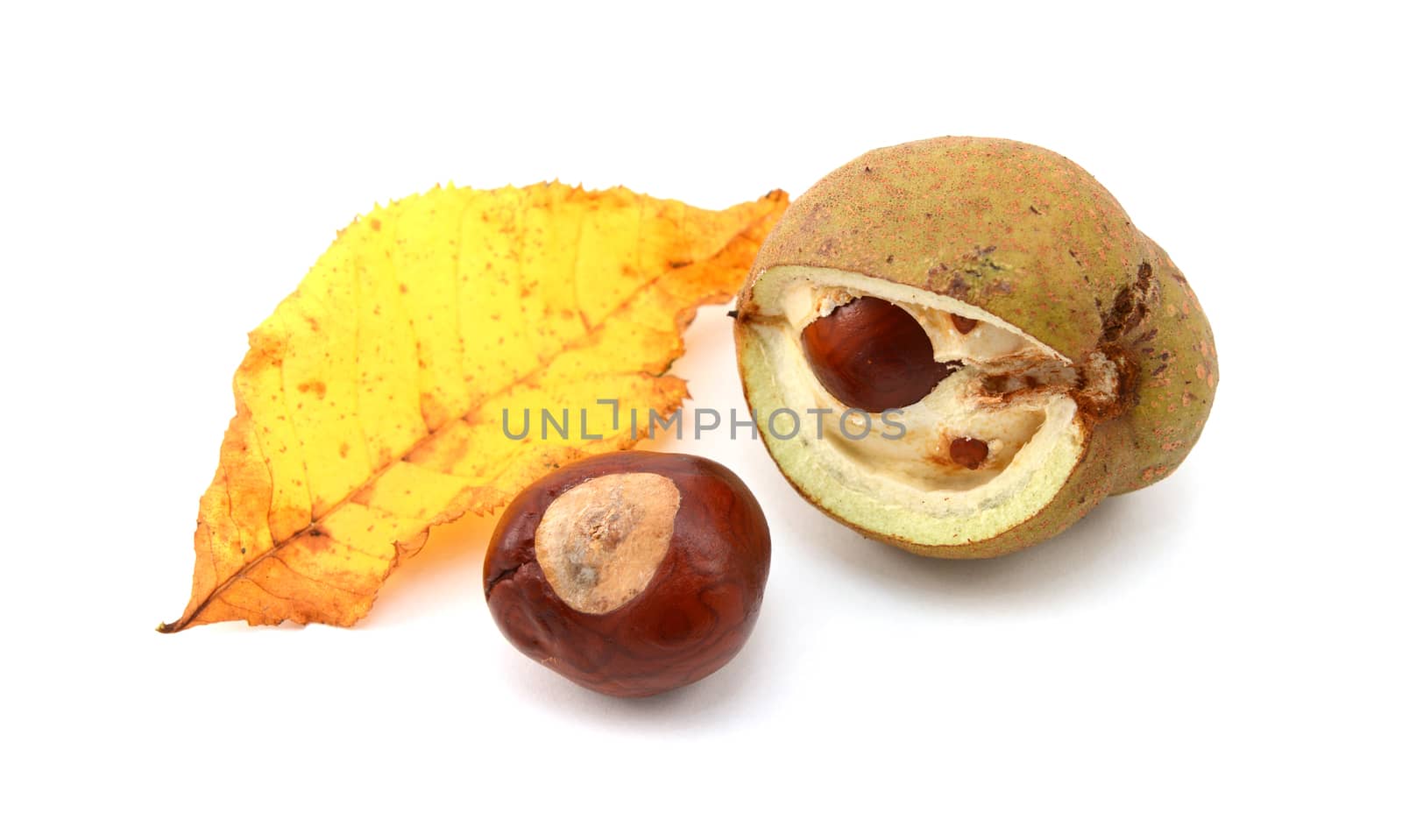 Yellow fall leaf from a red horse chestnut with conker and smooth seed case broken open, isolated on a white background