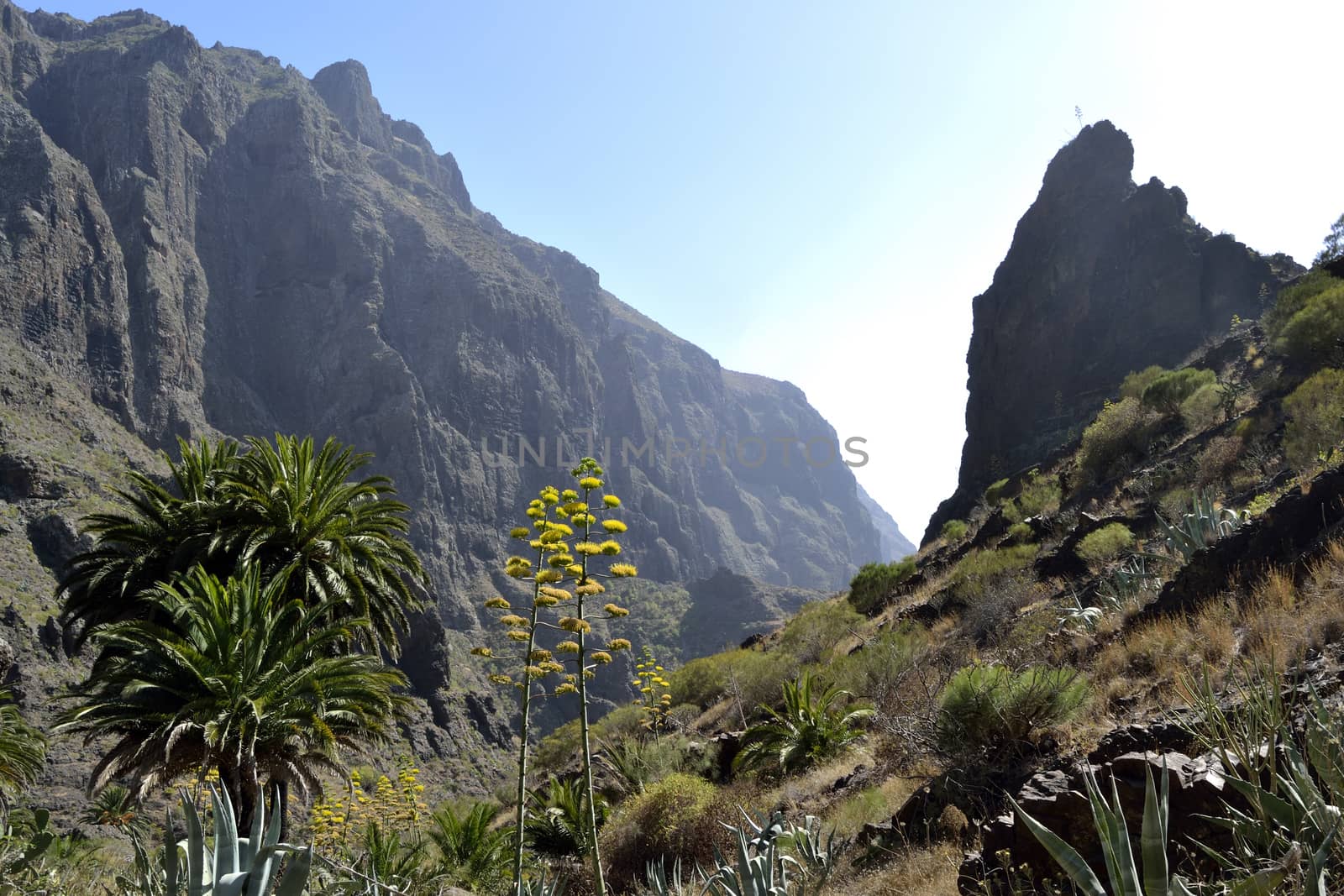 walk throuh the Masca canyon, Tenerife, Spain. beautiful and steep gorge.