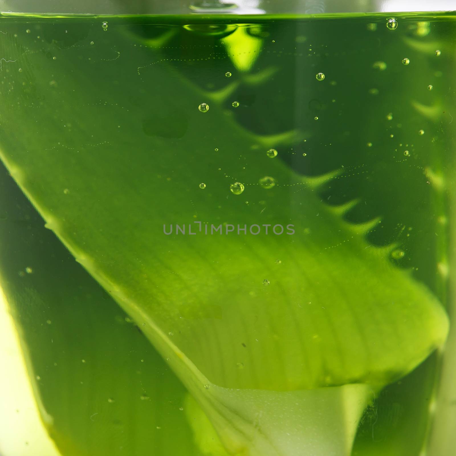 Medicine. Aloevera on a white background