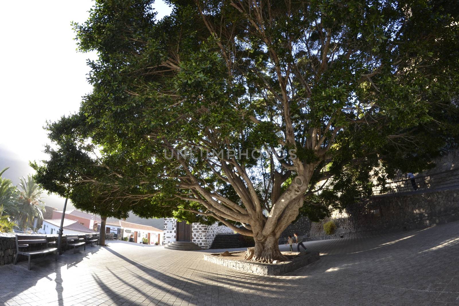 Plaza de Masca through a fisheye lens, Tenerife, Spain.