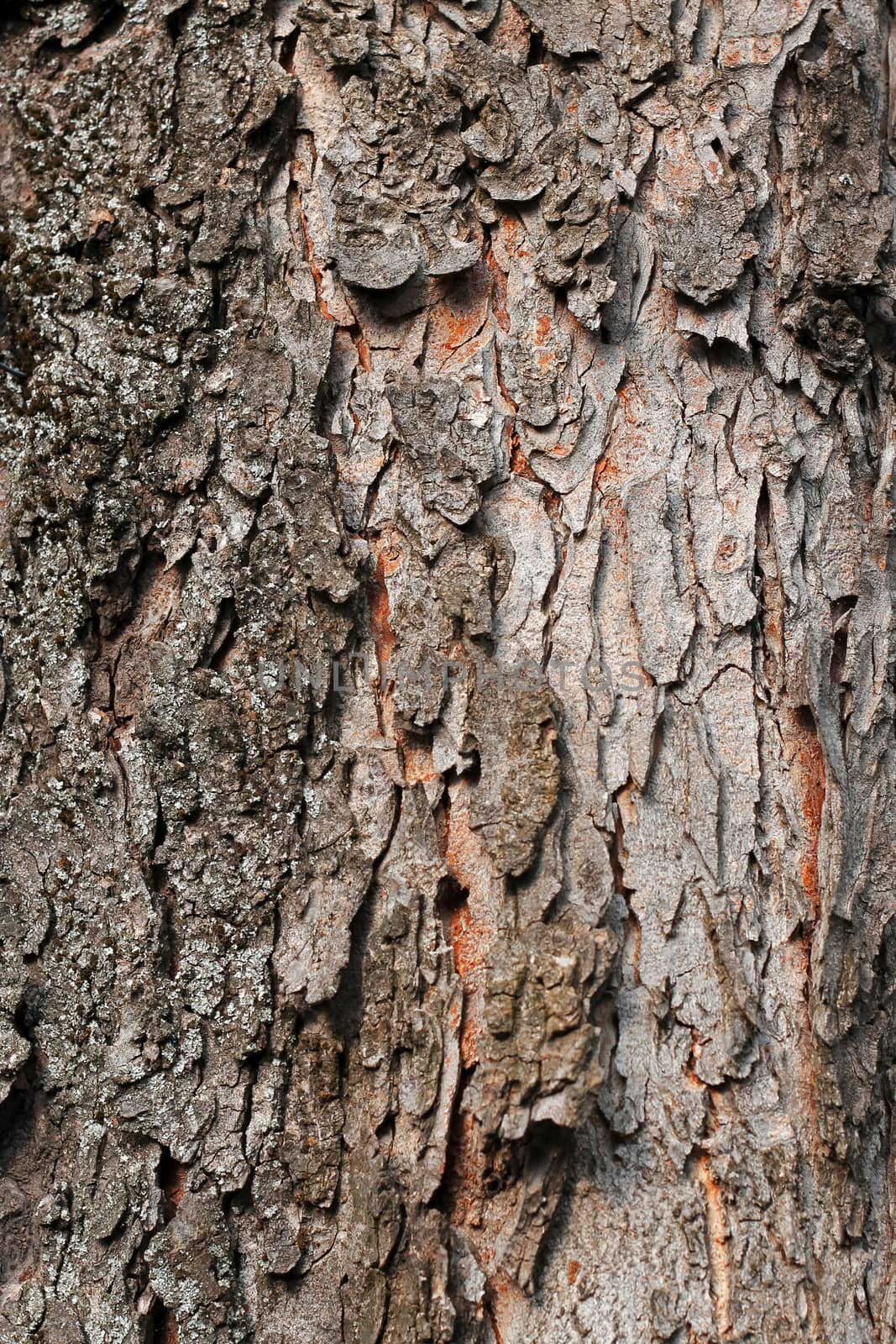 Tree Bark Over. Crust Of The forest tree