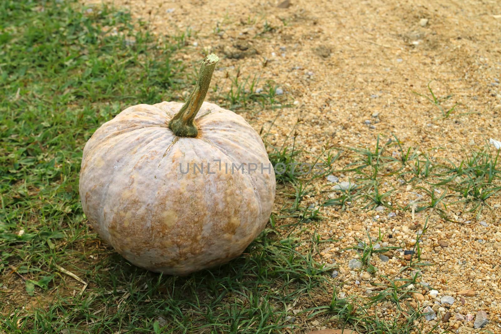 ripe pumpkin on the ground.