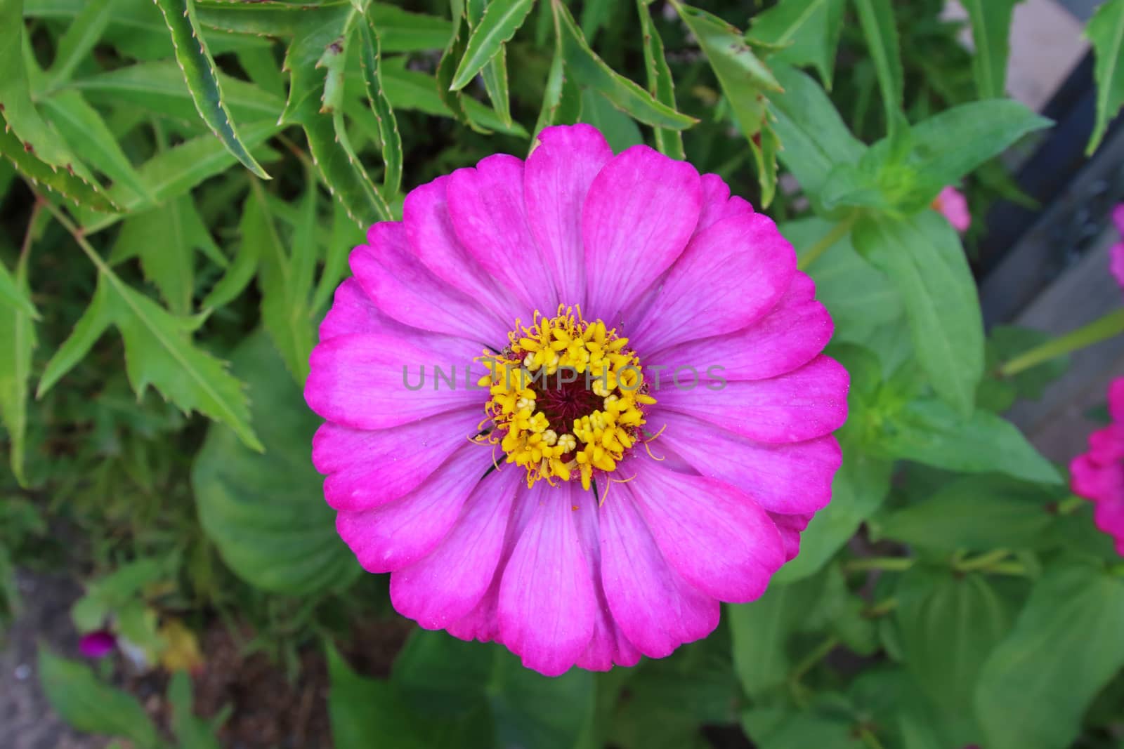 The flower name zinnia is blooming.