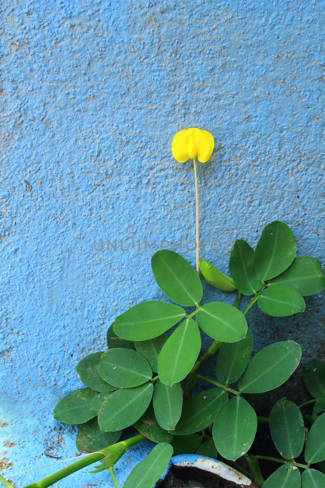 Brazil nut are growing close to the wall.