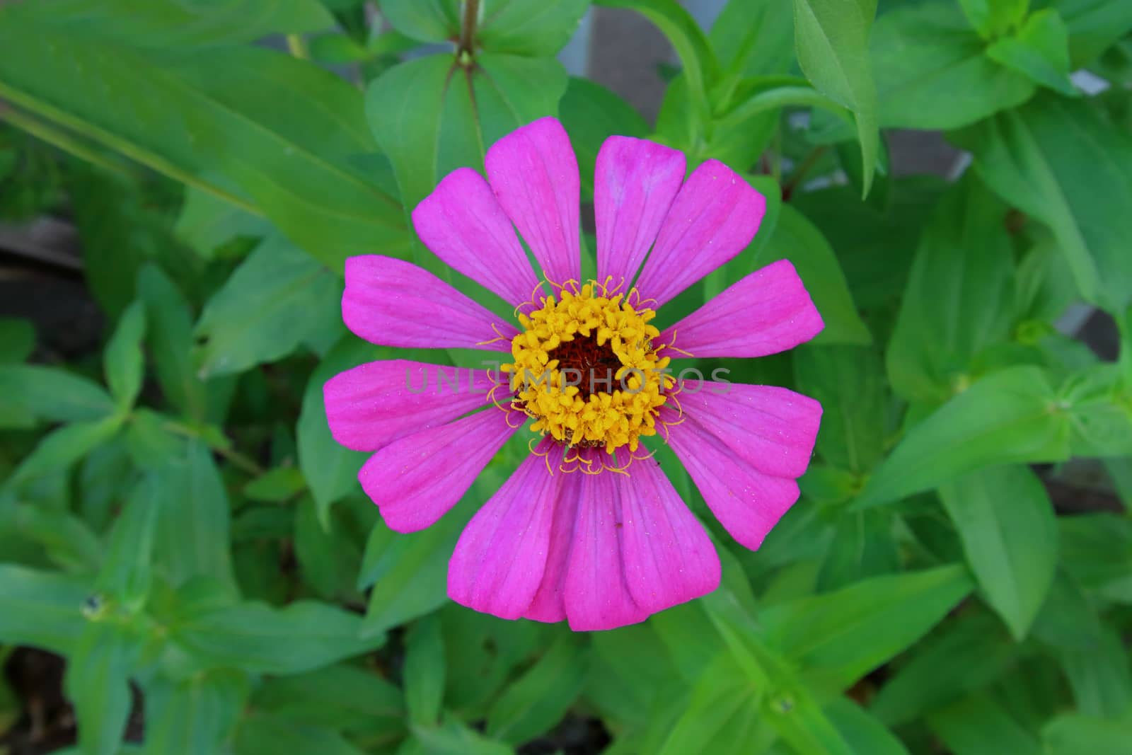 The purple zinnia is blooming in garden.