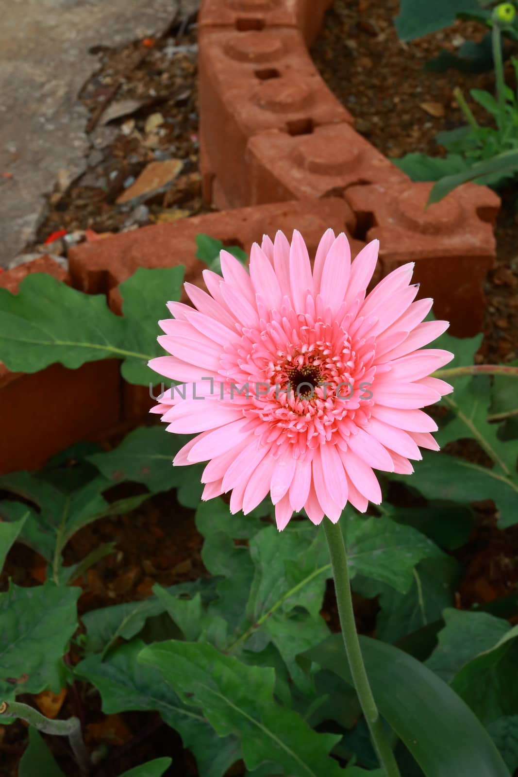 The gerbera have orange color in full bloom.