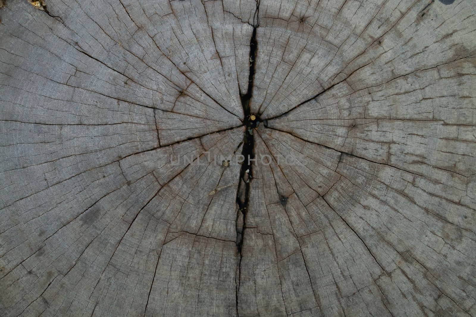 surface of tree cut by kaidevil