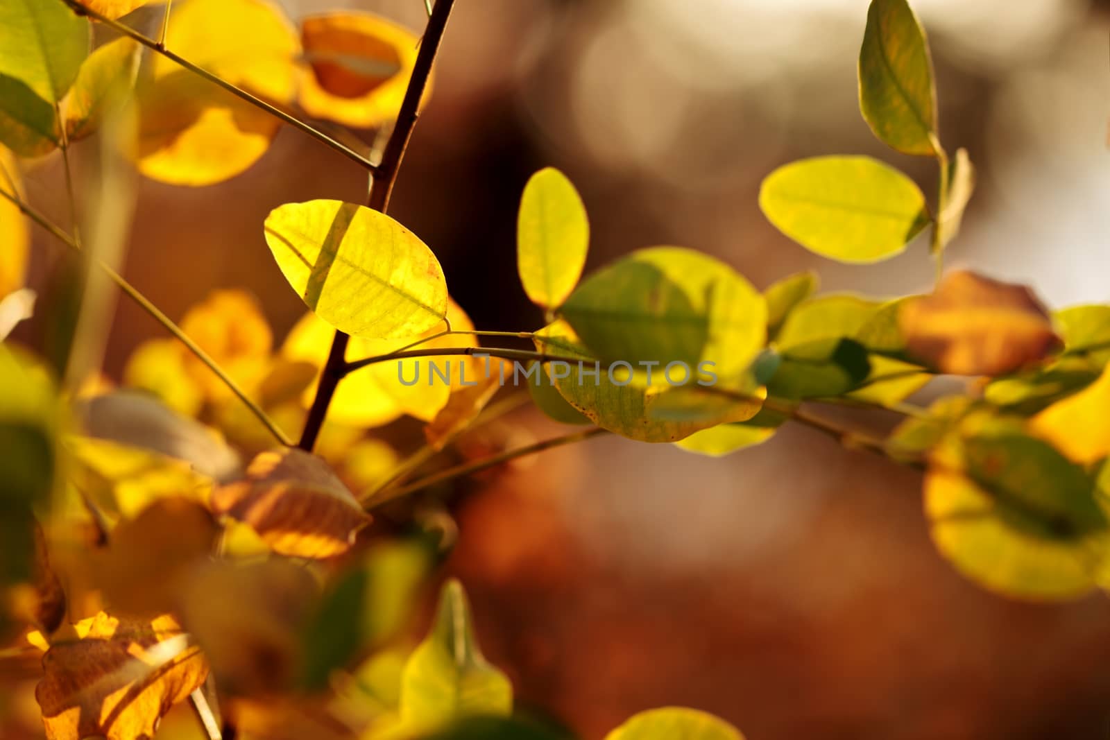 Abstract defocused autumn leaves lighted by the sun by dsmsoft