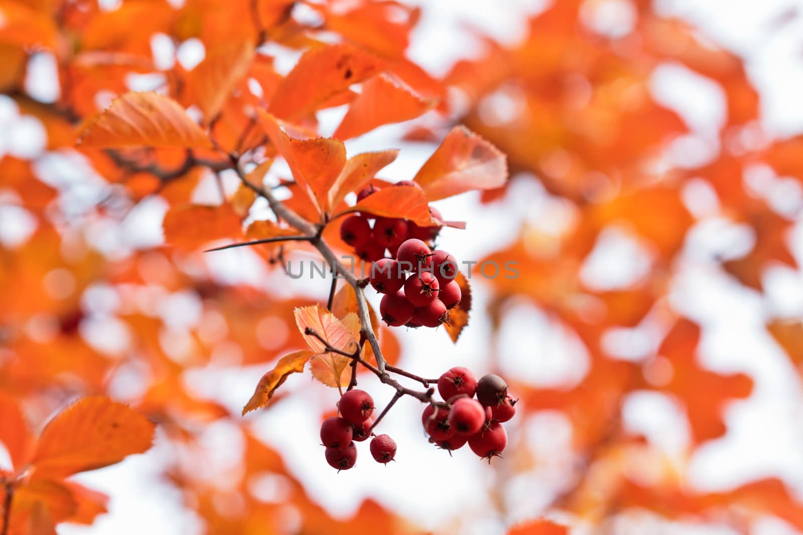 A bunch of red berries over defocused bright orange foliage background
