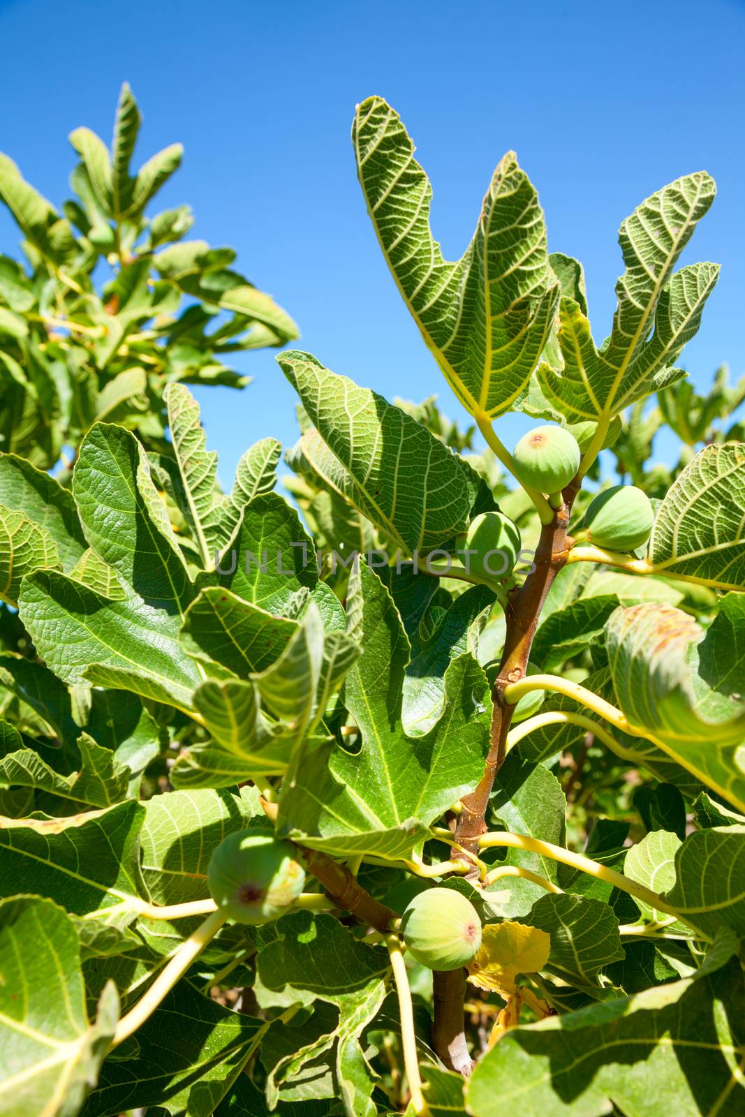 Leaves and immature fruit of a common fig