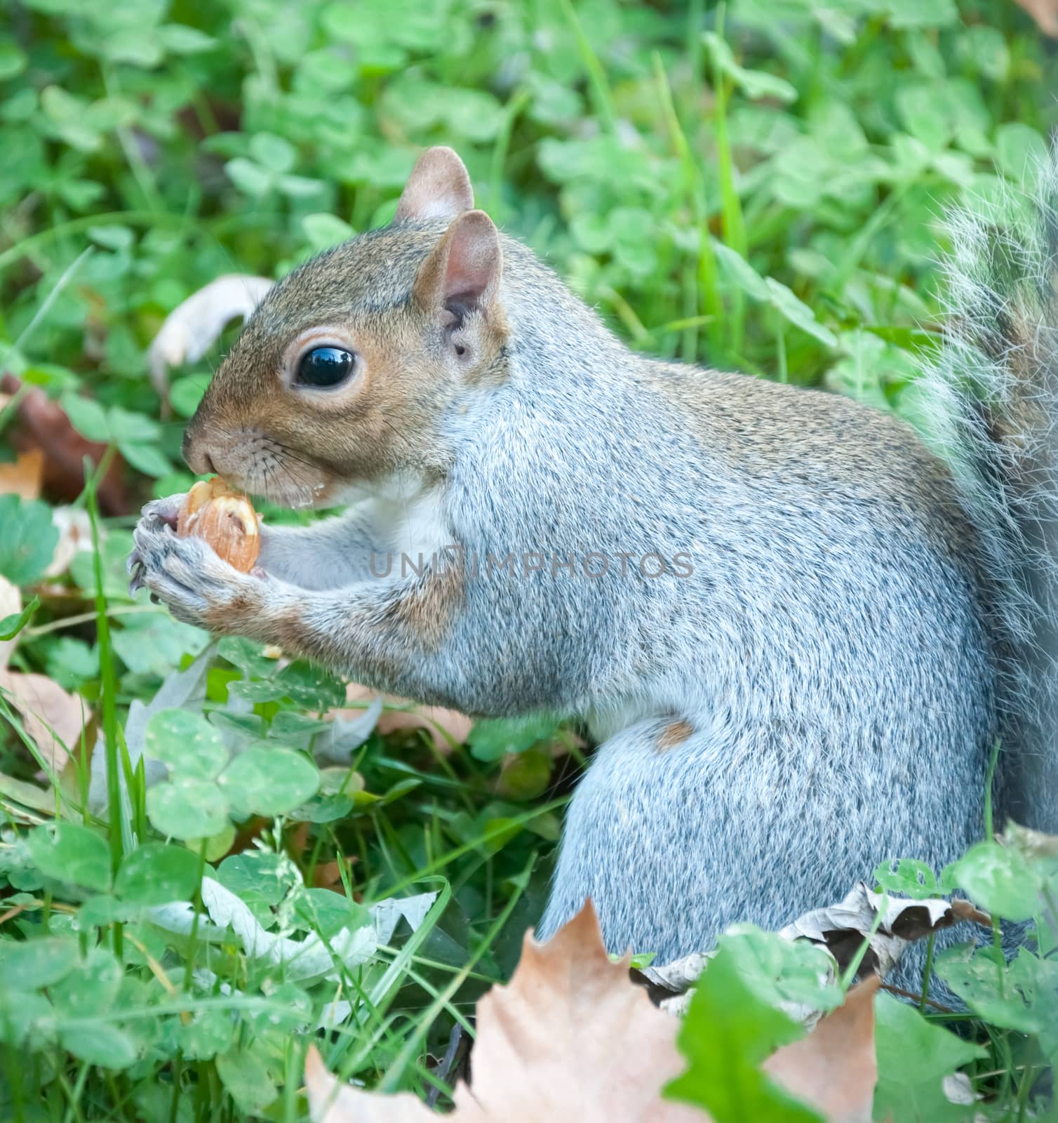 beautiful squirrel in a sunny day that eat an acorn