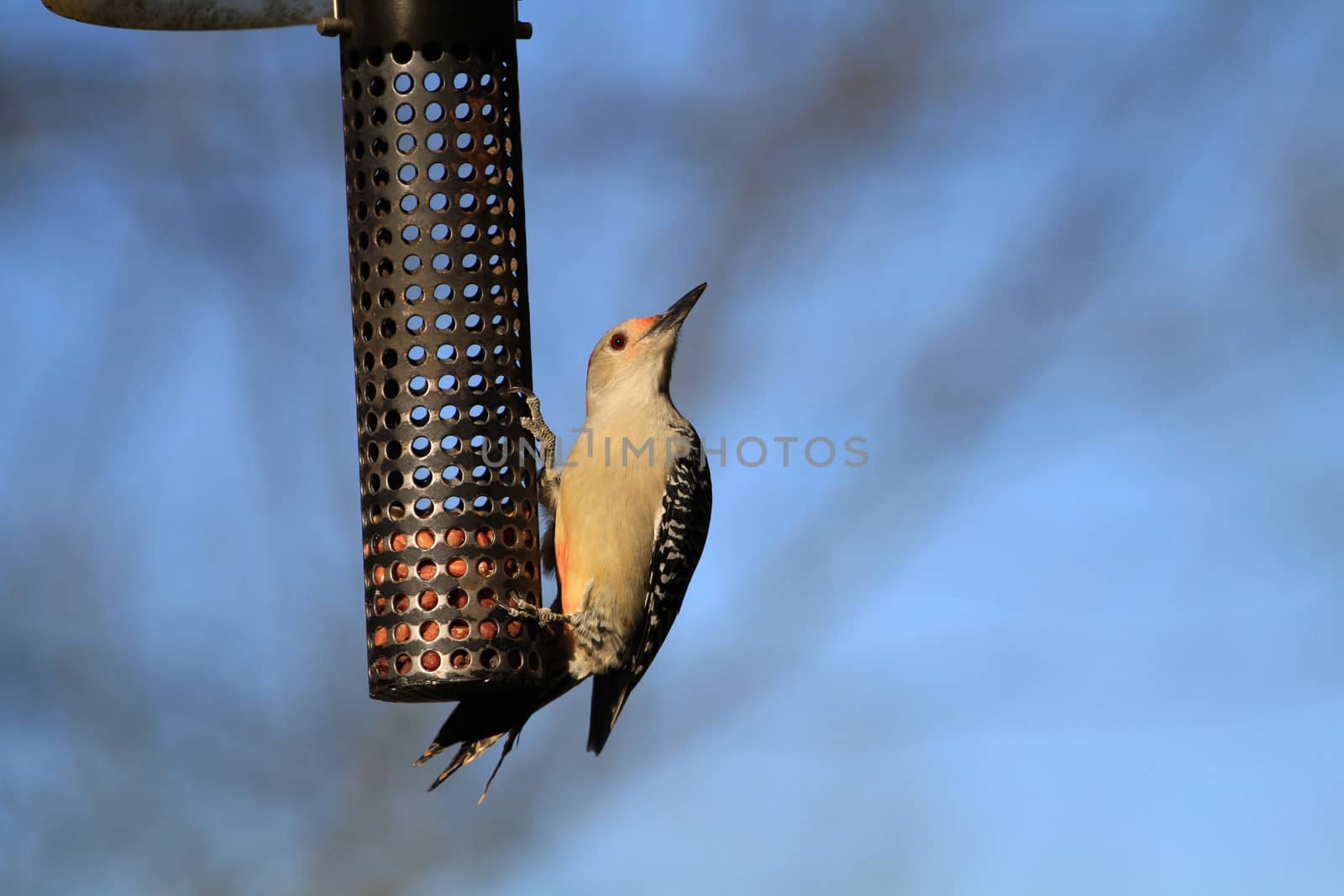 Red-bellied Woodpecker female on bird feeder in afternoon sun